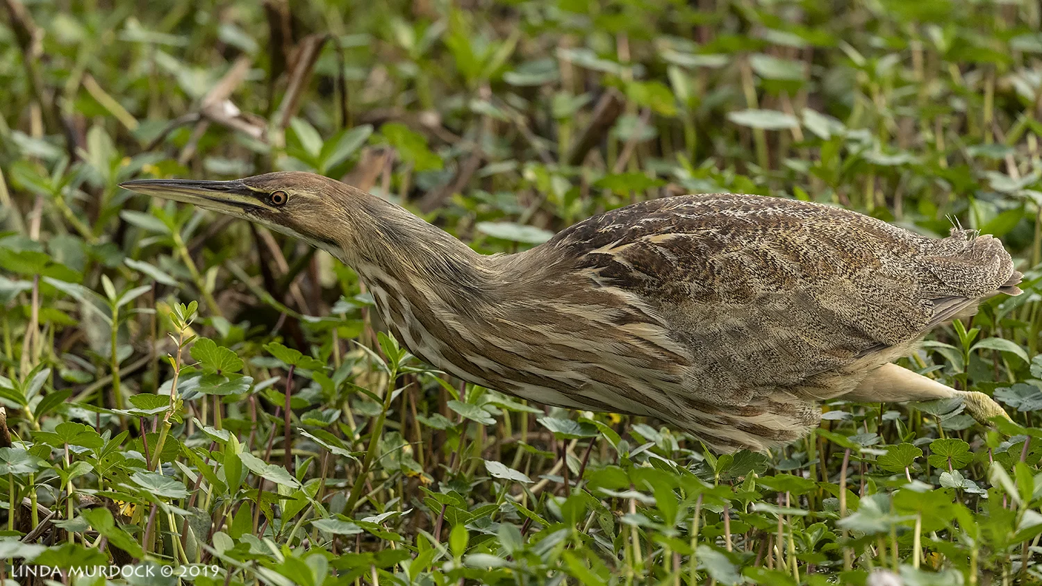 American Bittern going sneak sneak sneak Nikon D850 with Nikkor 500 f/5.6 PF VR ~ 1/1250 sec f/6.3 ISO 1600; hand-held