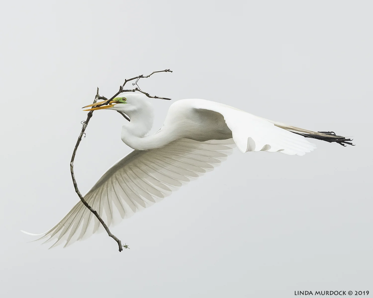 Great Egret with stick for his honey Nikon D850 with Nikkor 500 f/5.6 PF VR ~ 1/2000 sec f/6.3 ISO 1600; hand-held