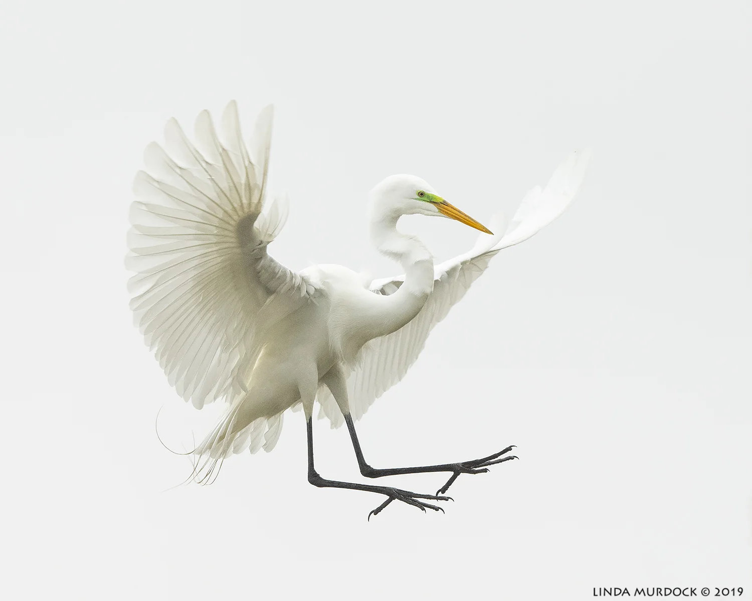 Coming in for a landing… Nikon D850 with Nikkor 500 f/5.6 PF VR ~ 1/1600 sec f/6.3 ISO 2500; hand-held