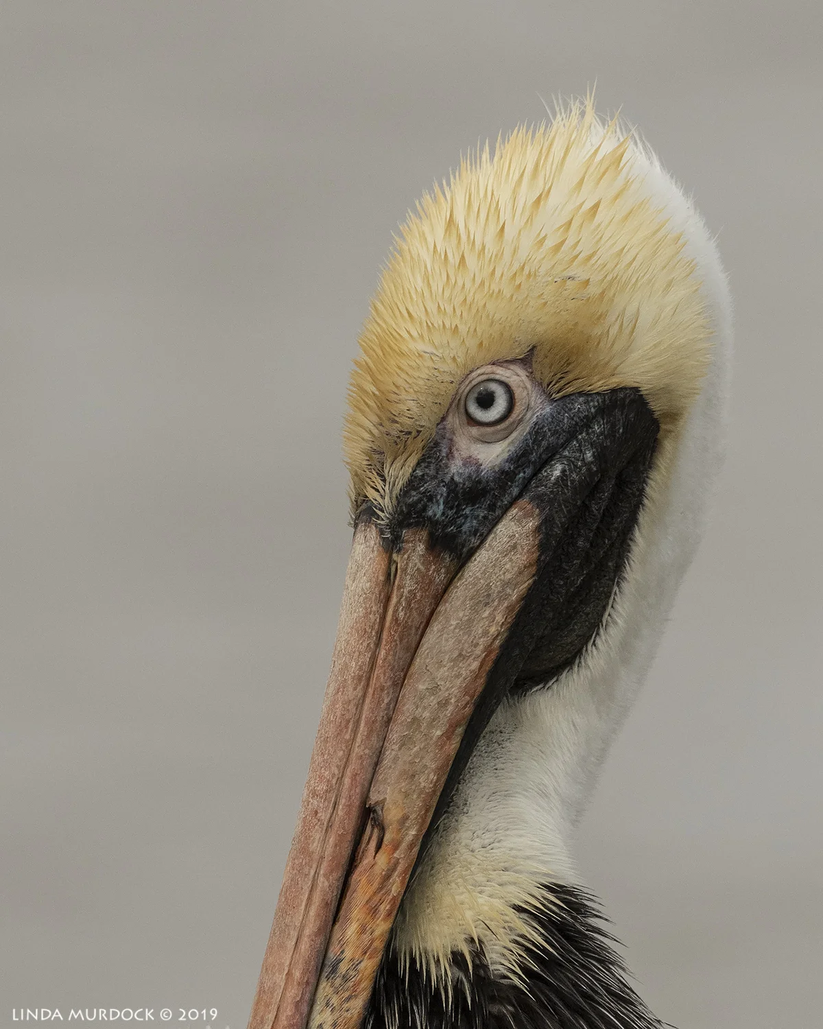 Brown Pelican portrait Nikon D850 with Nikkor 500 f/5.6 PF VR ~ 1/3200 sec f/8.0 ISO 800; hand-held