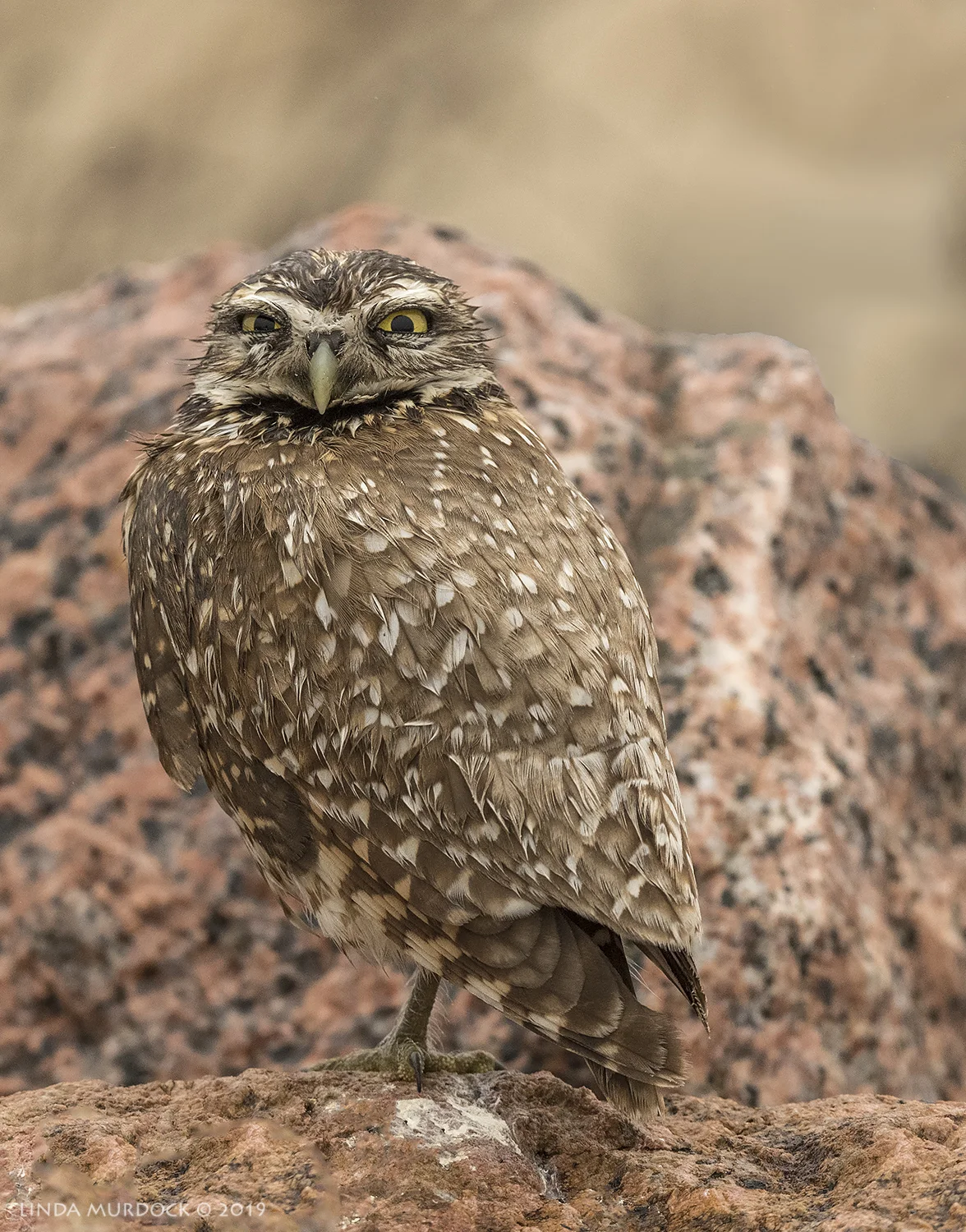 Sandy the Matagorda Burrowing Owl Nikon D850 with Nikkor 500 f/5.6 PF VR ~ 1/2000 sec f/5.6 ISO 1250; hand-held