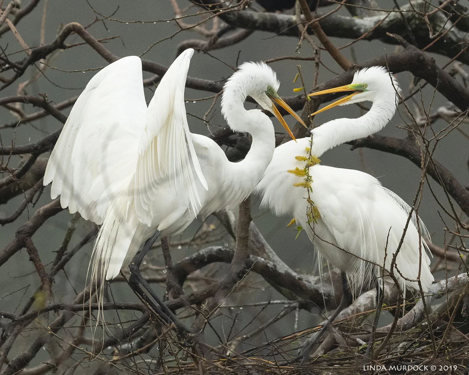 And a pretty stick for a change… Nikon D850 with NIKKOR 500mm f/4E VR ~ 1/2500 sec f/6.3 ISO 1250; tripod
