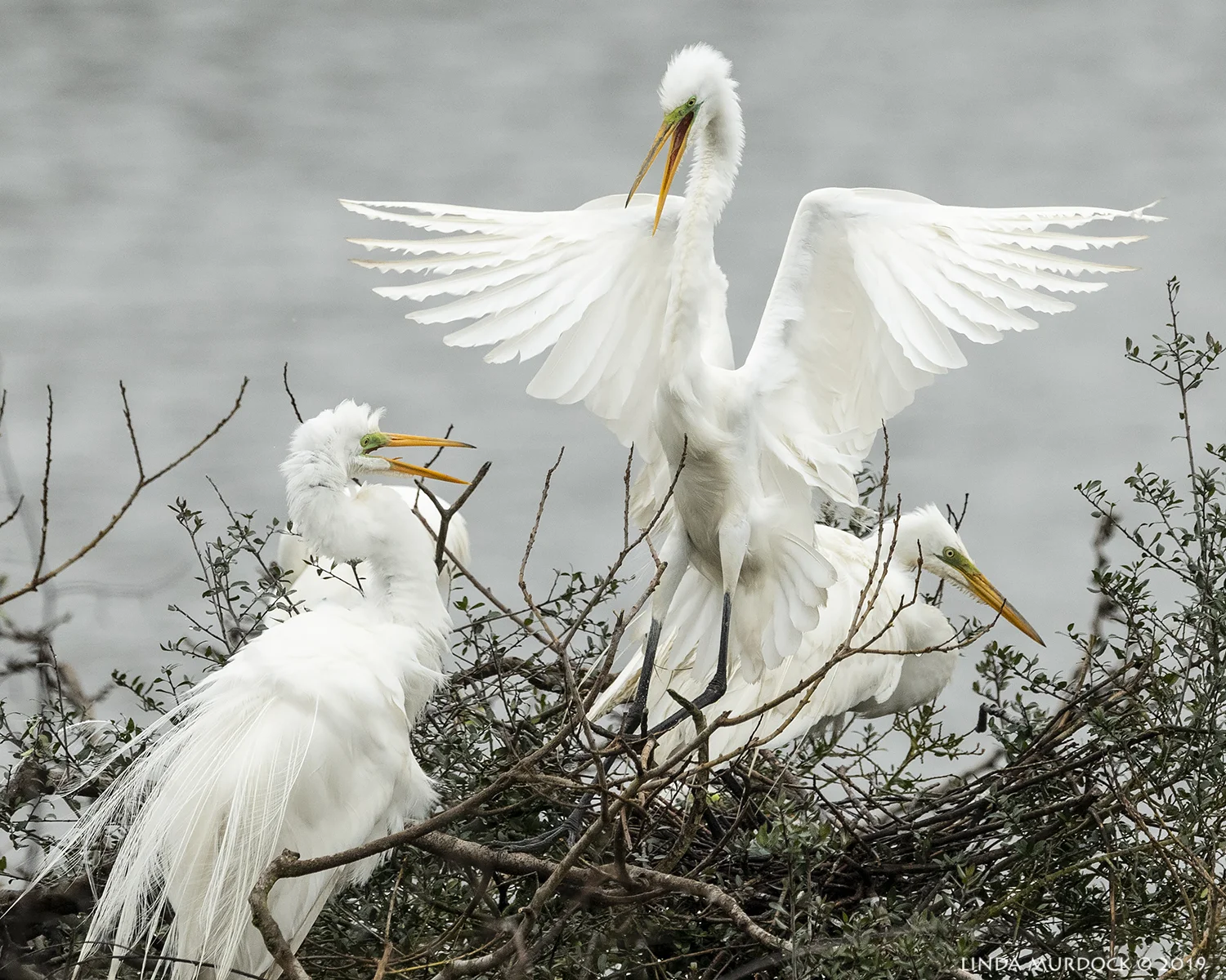 Nikon D850 with NIKKOR 500mm f/4E VR ~ 1/2500 sec f/6.3 ISO 800 tripod