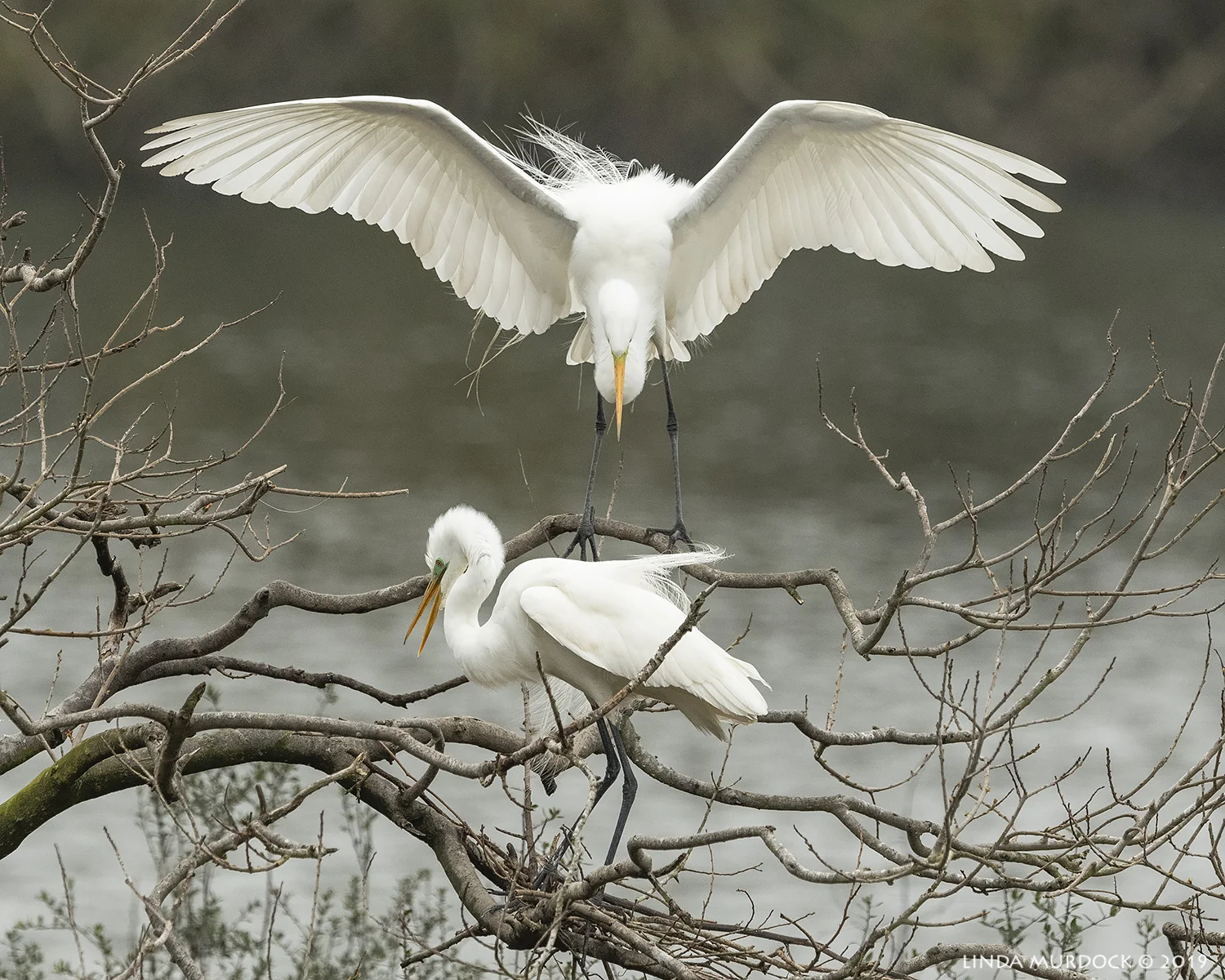 Mate arrives at nest site sans stick… Nikon D850 with NIKKOR 500mm f/4E VR ~ 1/2500 sec f/6.3 ISO 1250; tripod