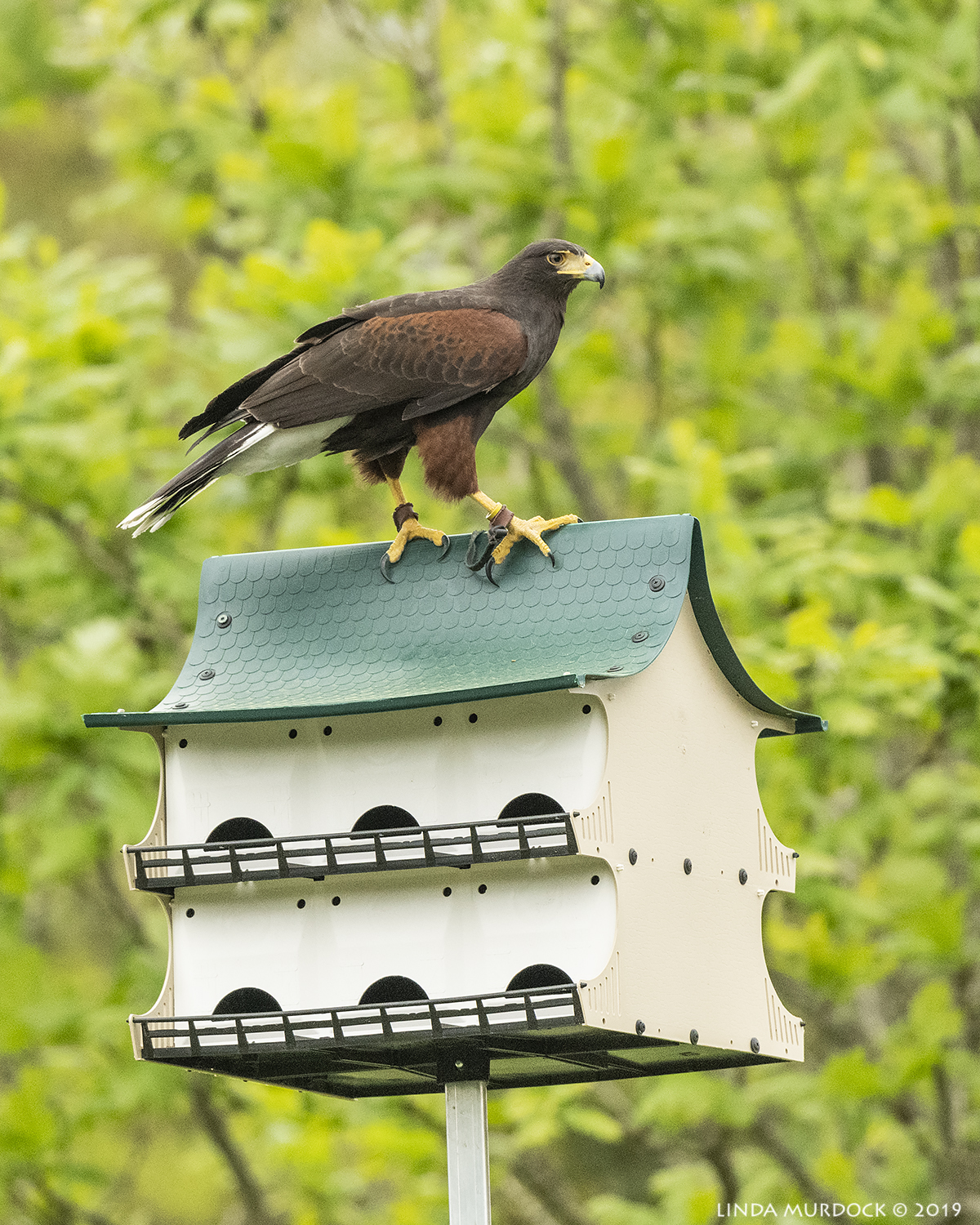 Nikon D850 with Nikkor 500 f/5.6 PF VR ~ 1/2000 sec f/6.3 ISO 2000