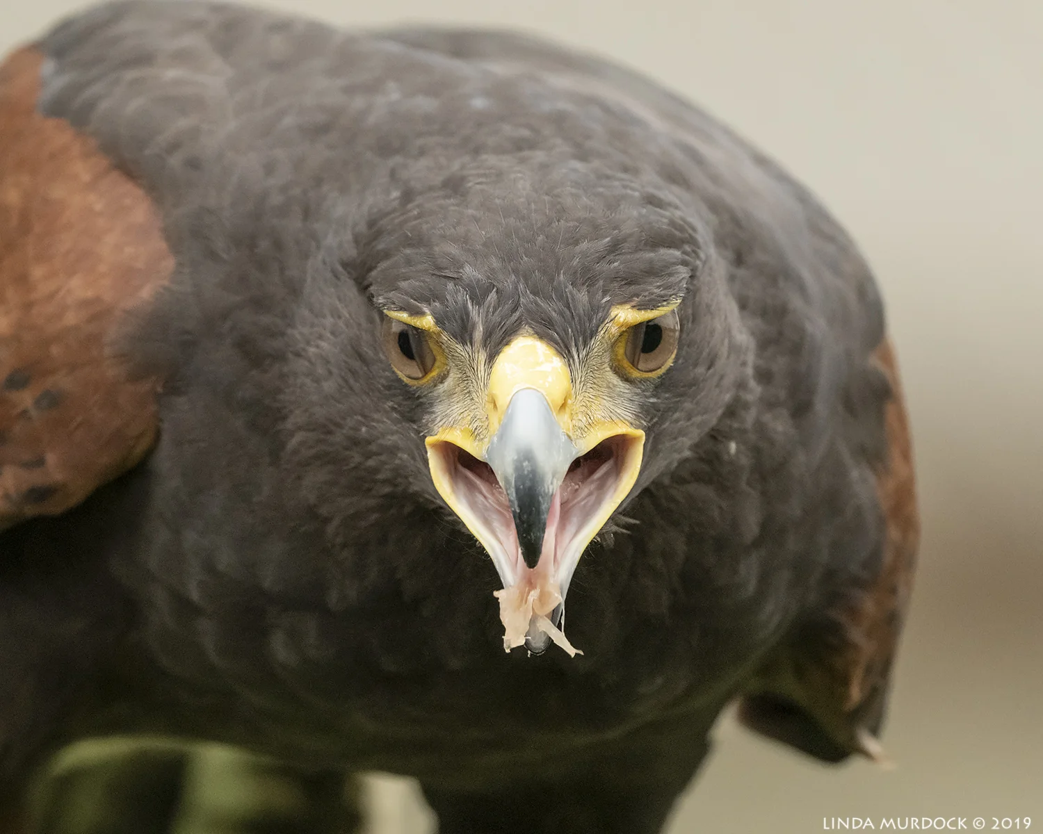 Up very close Nikon D850 with Nikkor 500 f/5.6 PF VR ~ 1/2000 sec f/6.3 ISO 2000