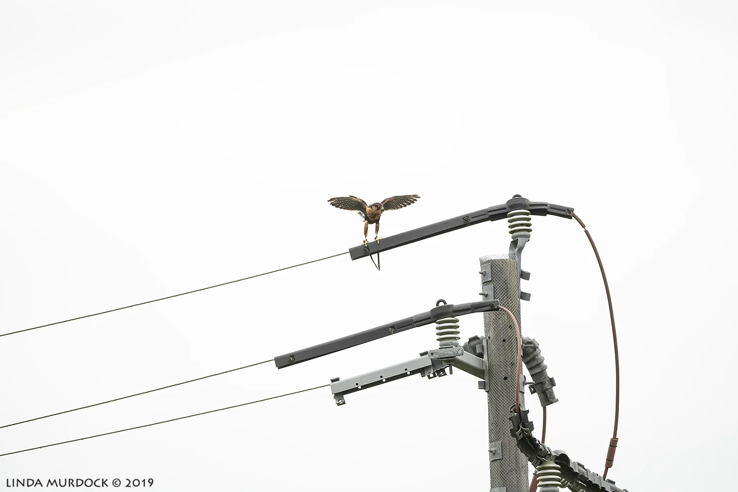Nikon D850 with Nikkor 500 f/5.6 PF VR ~ 1/2000 sec f/6.3 ISO 2000