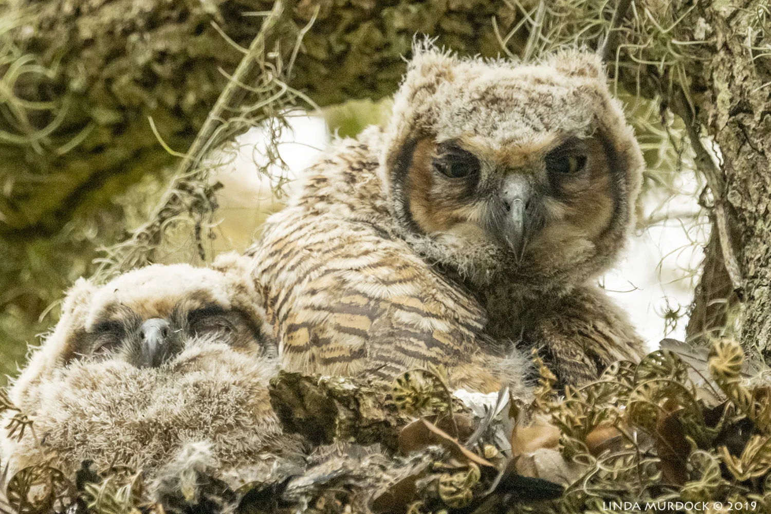 Baby Owlets Nikon D850 with Nikkor 500 f/4E VR with Nikon 1.4x TC ~ 1/640 sec f/8.0 ISO 2000; tripod