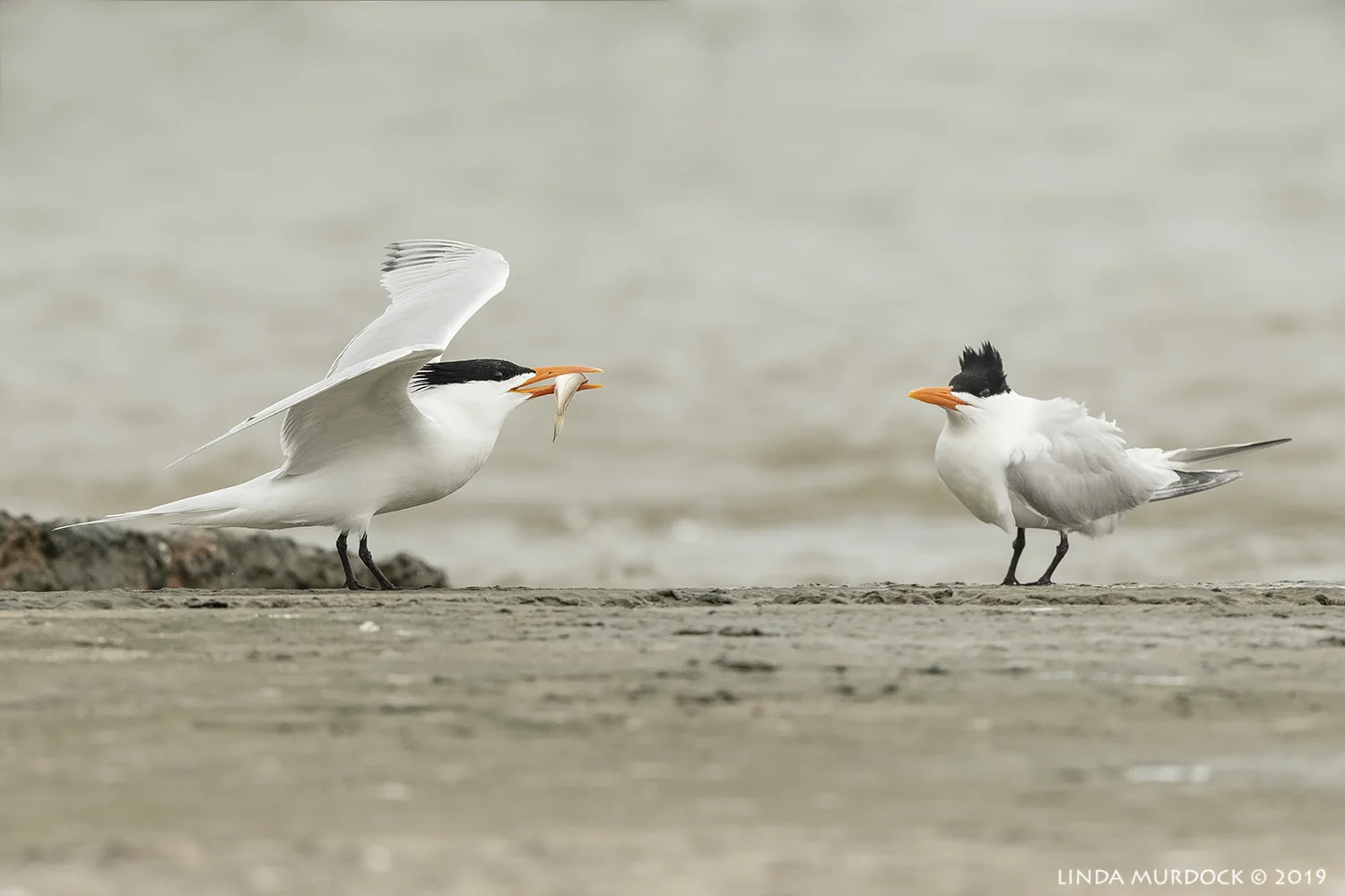 Look! I brought you a present! Nikon D850 with Nikkor 500 f/5.6 PF VR ~ 1/2000 sec f/6.3 ISO 1250