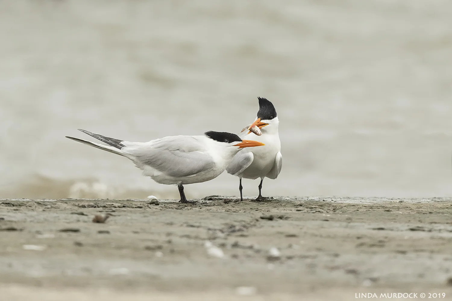 Maybe you didn’t see the YUGE fish I have for you up close… Nikon D850 with Nikkor 500 f/5.6 PF VR ~ 1/2000 sec f/6.3 ISO 1250