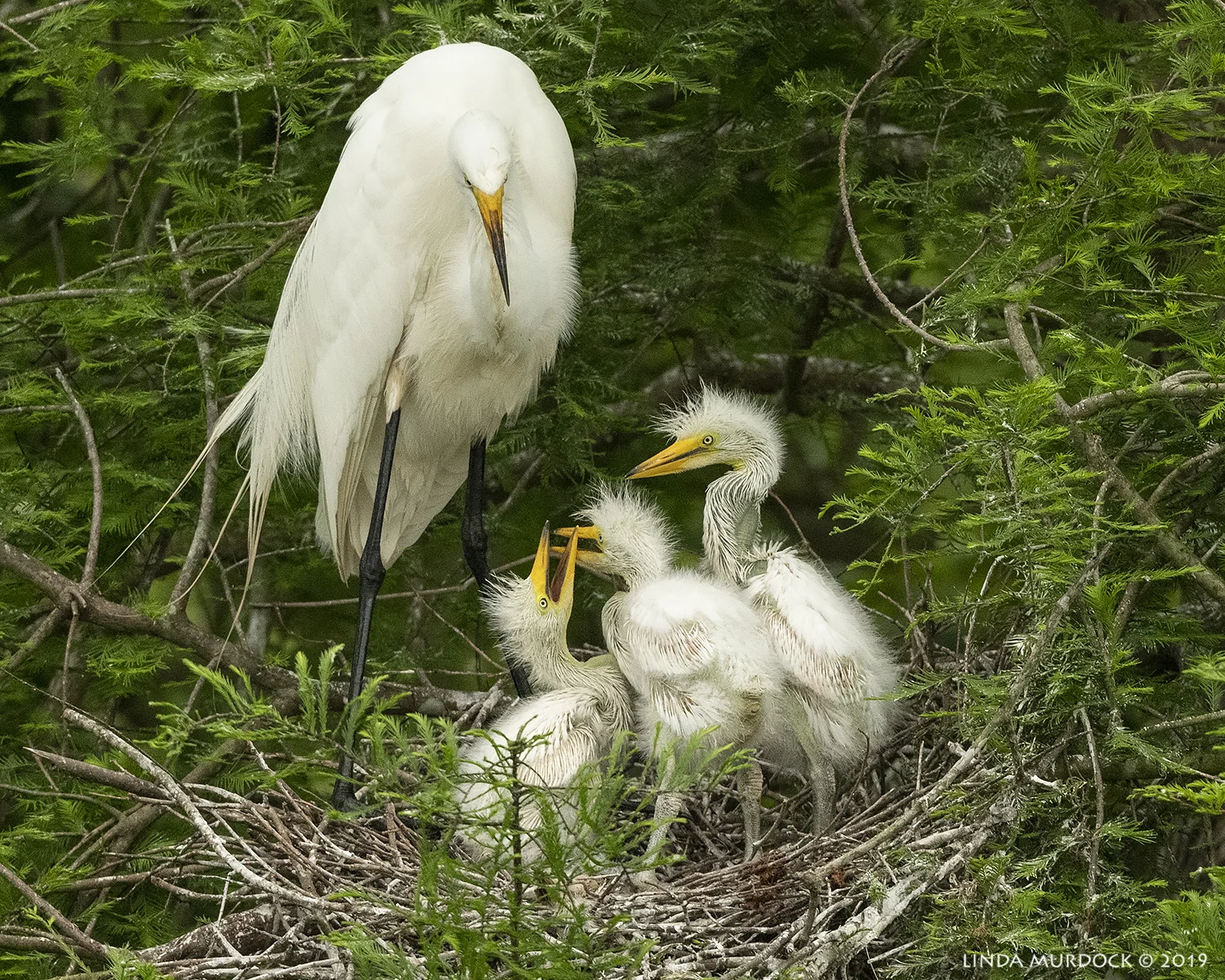 A trio wait patiently for the parent to regurgitate baby food… Nikon D850 with Nikkor 500 f/5.6 PF VR ~ 1/1600 sec f/6.3 ISO 2000