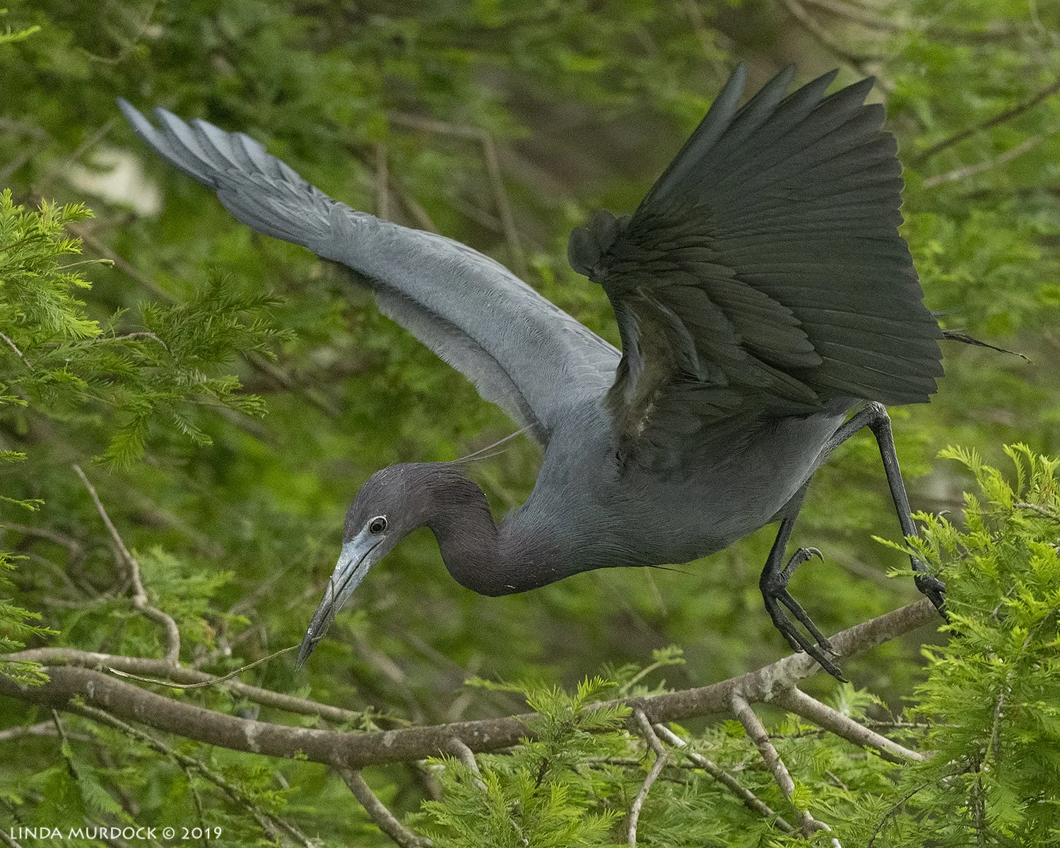 Little Blue Herons are almost invisible against the dark green Nikon D850 with Nikkor 500 f/5.6 PF VR ~ 1/2000 sec f/6.3 ISO 1600