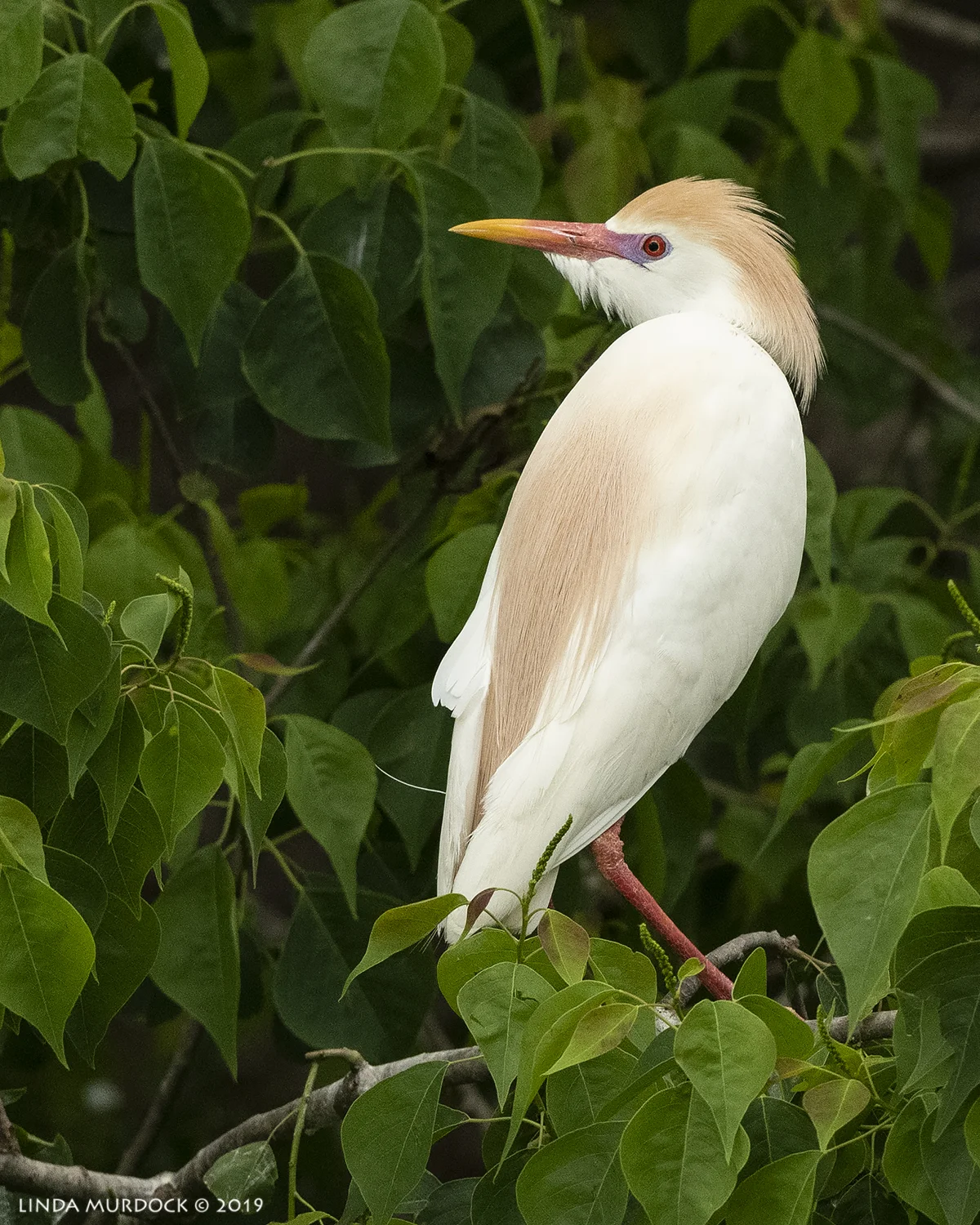 Cattle Egret glamour shot… Nikon D850 with Nikkor 500 f/5.6 PF VR ~ 1/2000 sec f/6.3 ISO 2000