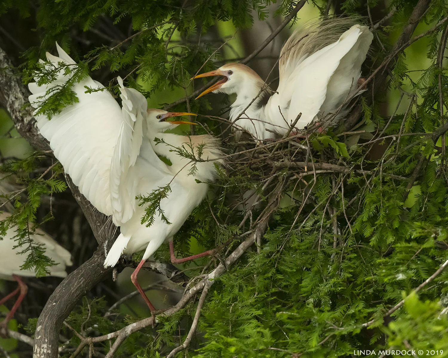 Cattle Egret greeting at the nest… Nikon D850 with Nikkor 500 f/5.6 PF VR ~ 1/1600 sec f/6.3 ISO 2000