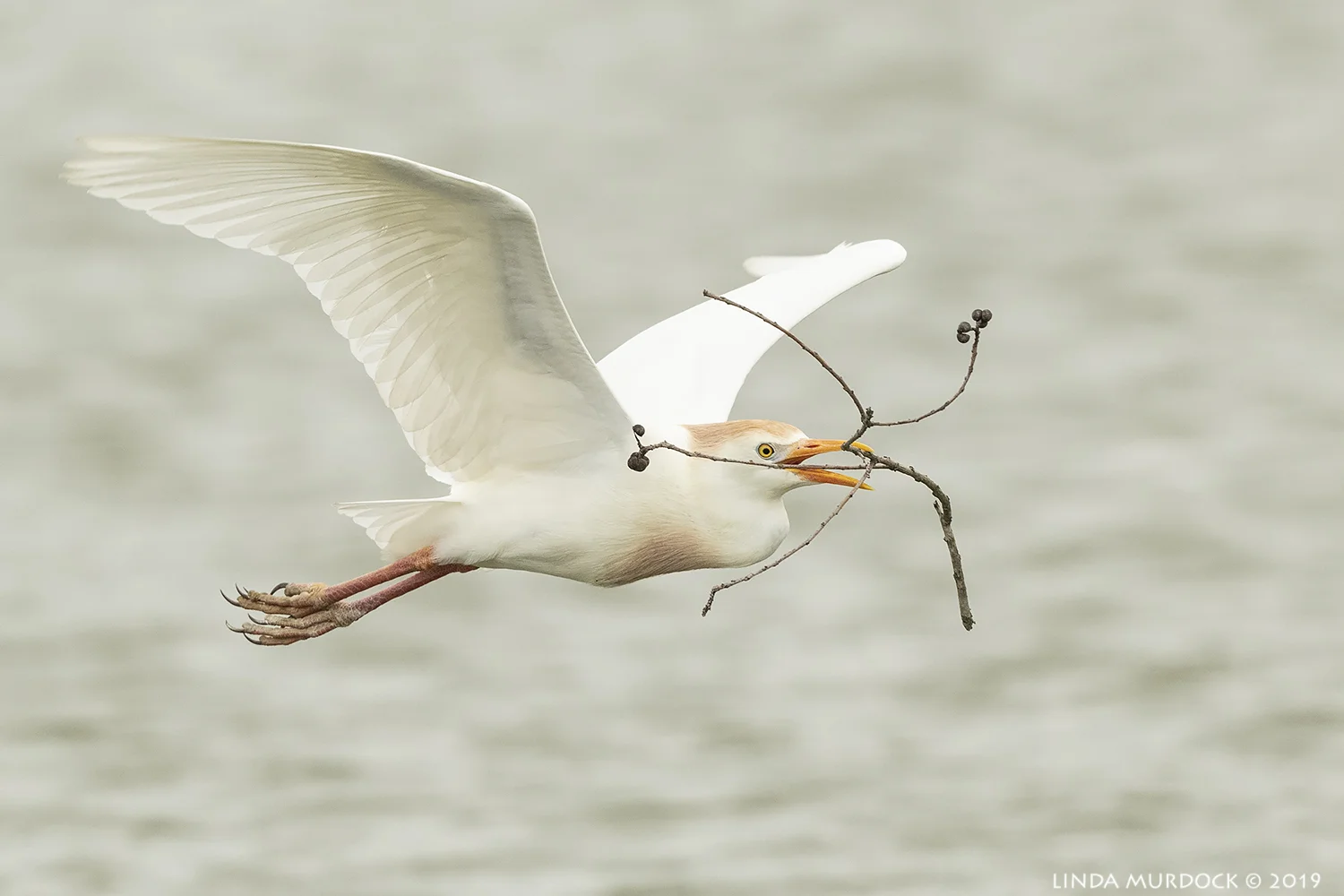 Cattle Egret against the open water Nikon D850 with Nikkor 500 f/5.6 PF VR ~ 1/2000 sec f/6.3 ISO 1600