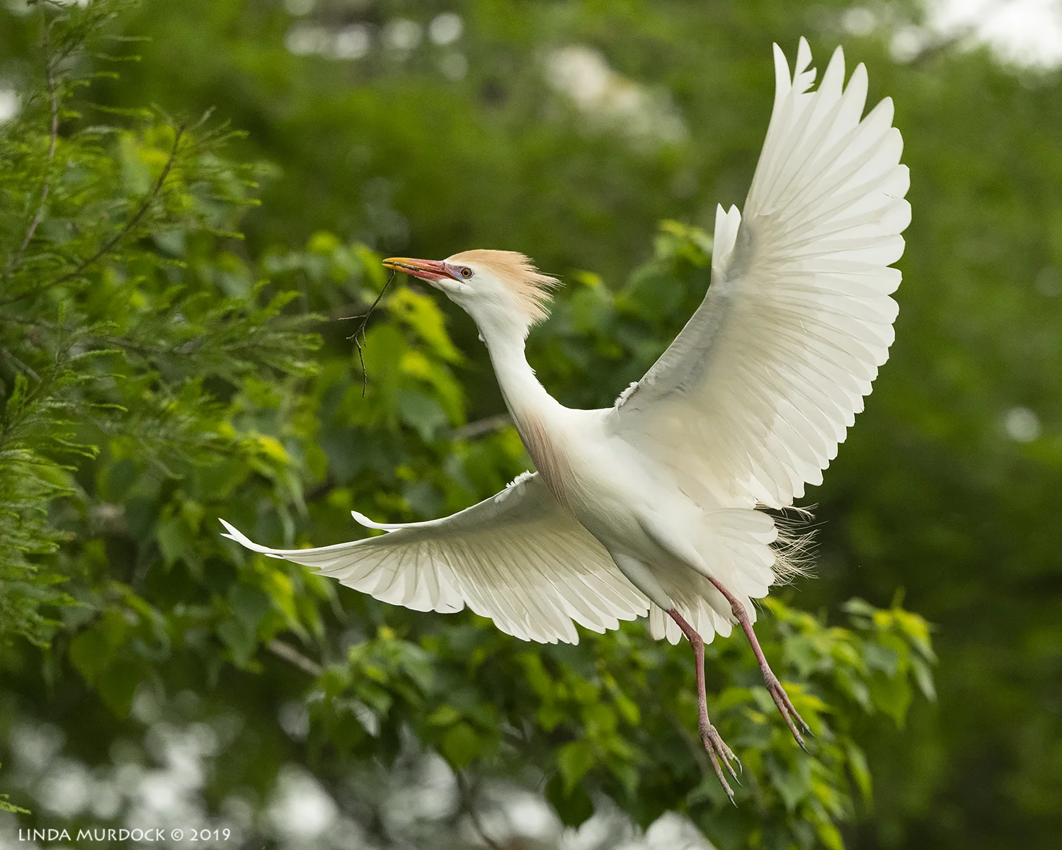 Yes! I haz a tiny twig! Nikon D850 with Nikkor 500 f/5.6 PF VR ~ 1/2000 sec f/6.3 ISO 1600