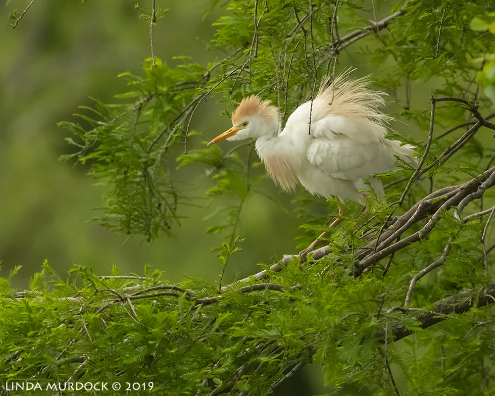 Show off Nikon D850 with Nikkor 500 f/5.6 PF VR ~ 1/2000 sec f/5.6 ISO 2000