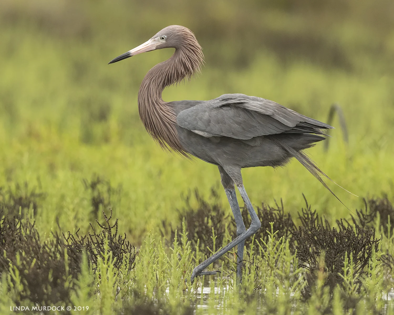 Tall and stately Reddish Egret pretending to be just another egret… Nikon D850 with Nikkor 500 f/5.6 PF VR ~ 1/2000 sec f/5.6 ISO 1000