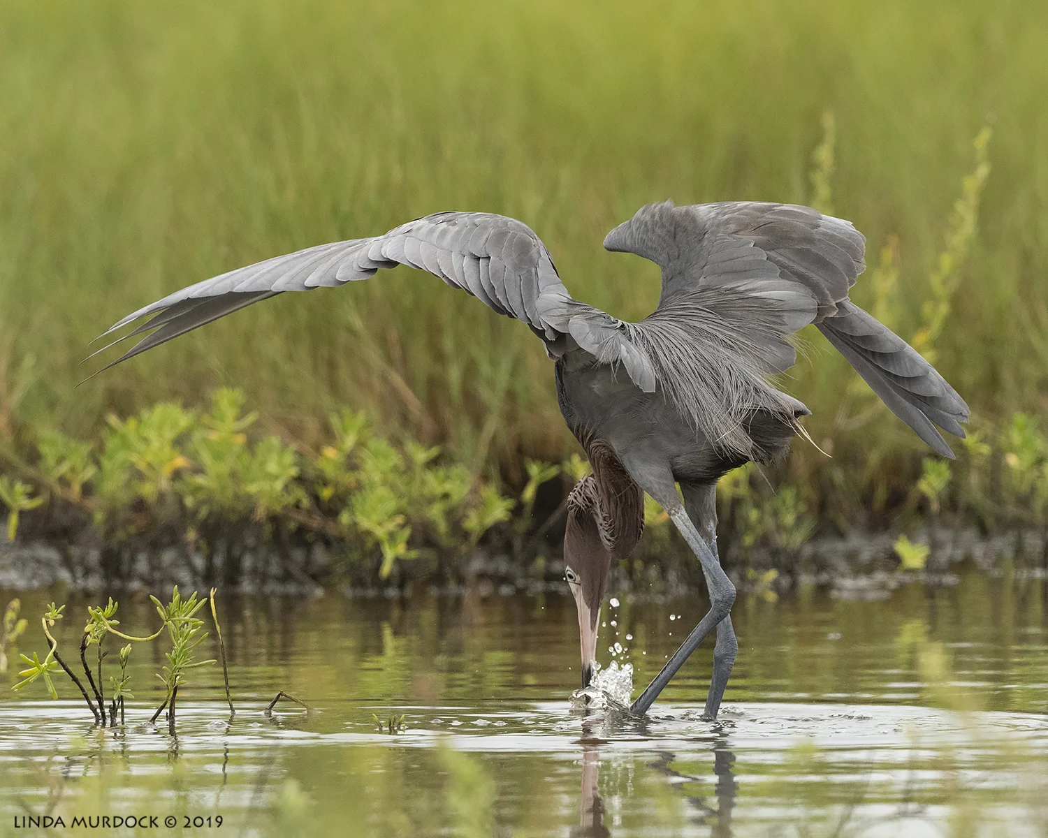 I got it! Nikon D850 with Nikkor 500 f/5.6 PF VR ~ 1/2500 sec f/6.3 ISO 1000