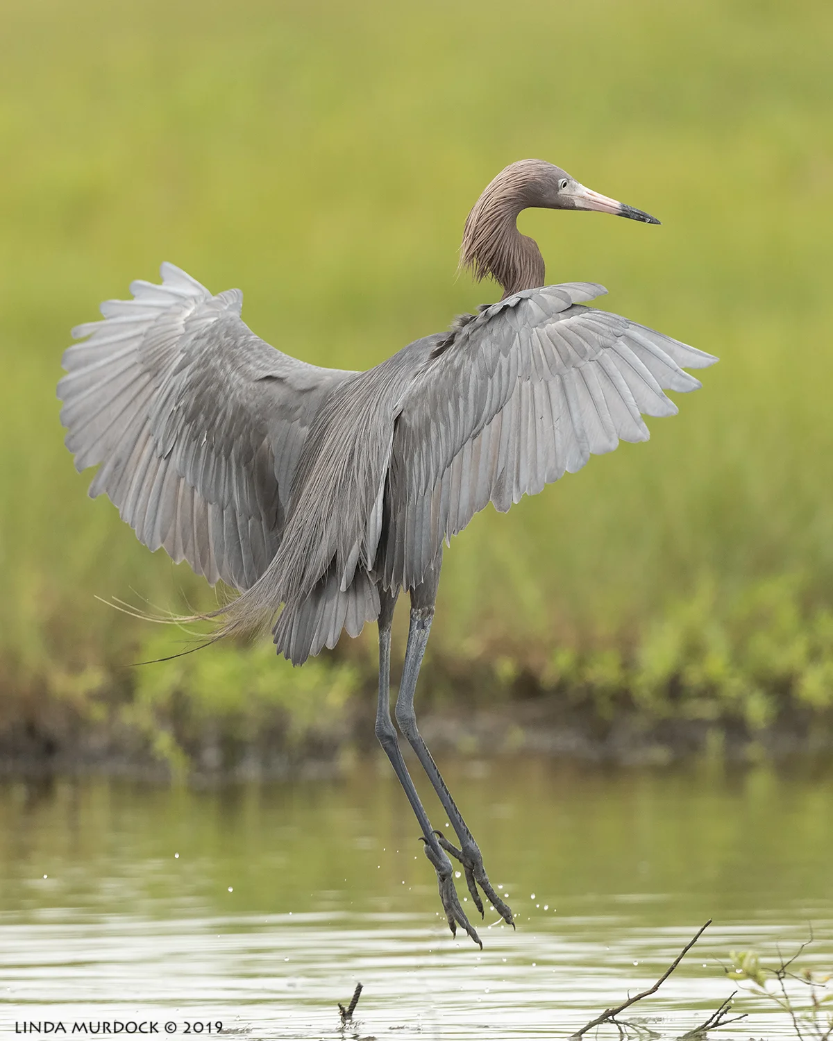 Ballerinas don’t look this good… Nikon D850 with Nikkor 500 f/5.6 PF VR ~ 1/2000 sec f/6.3 ISO 1000
