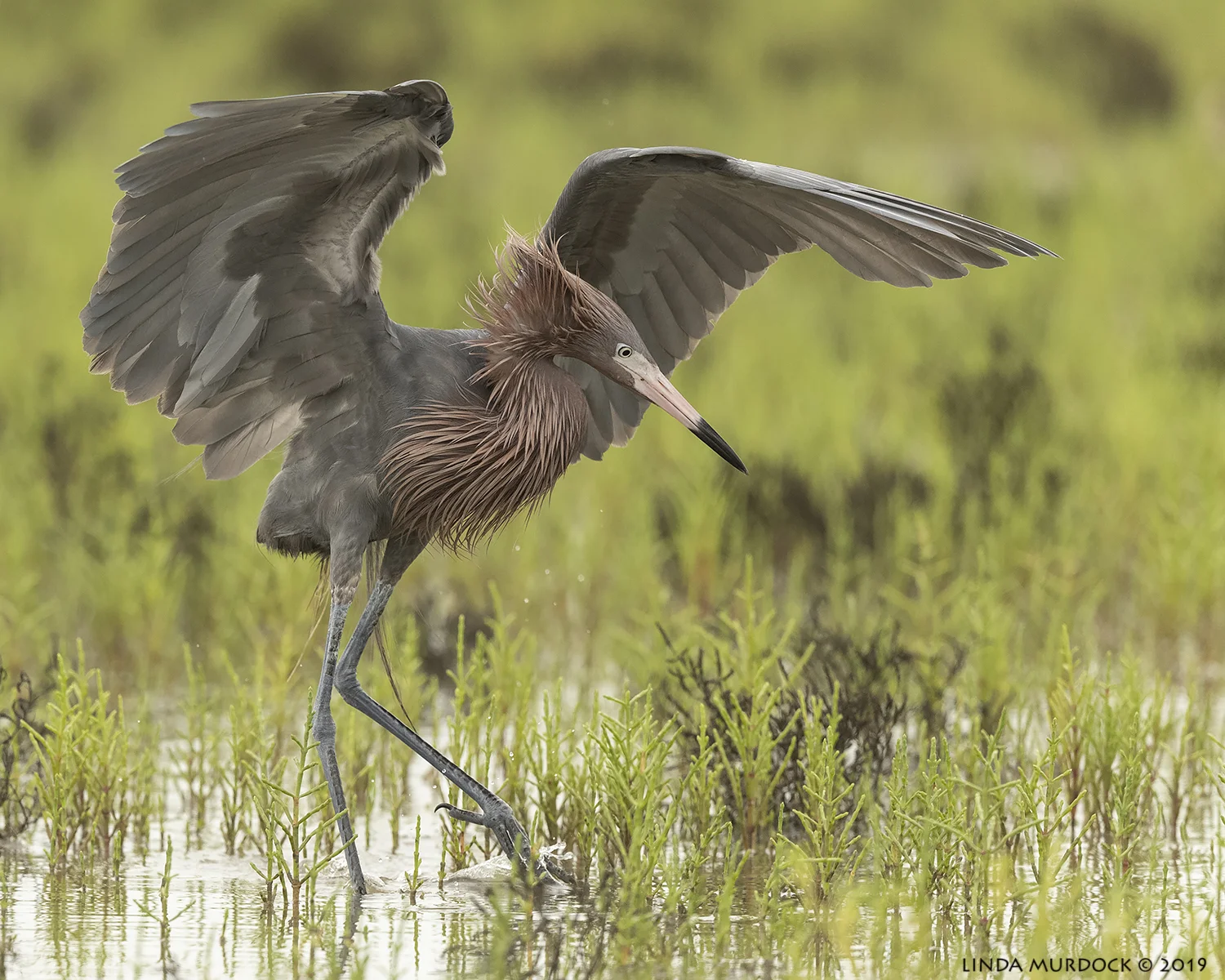 My big wings make like teh CANOPIEZ!!! Nikon D850 with Nikkor 500 f/5.6 PF VR ~ 1/2000 sec f/6.3 ISO 1000