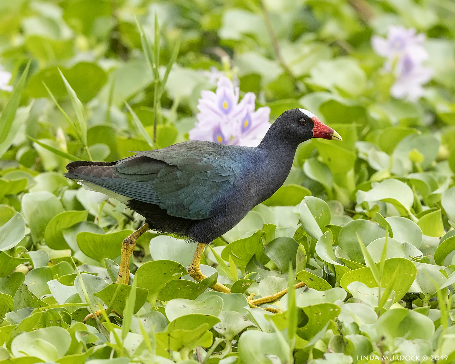 Much prettier image but in invasive species water hyacinth Nikon D850 with Nikkor 500 f/5.6 PF VR ~ 1/2000 sec f/6.3 ISO 1000