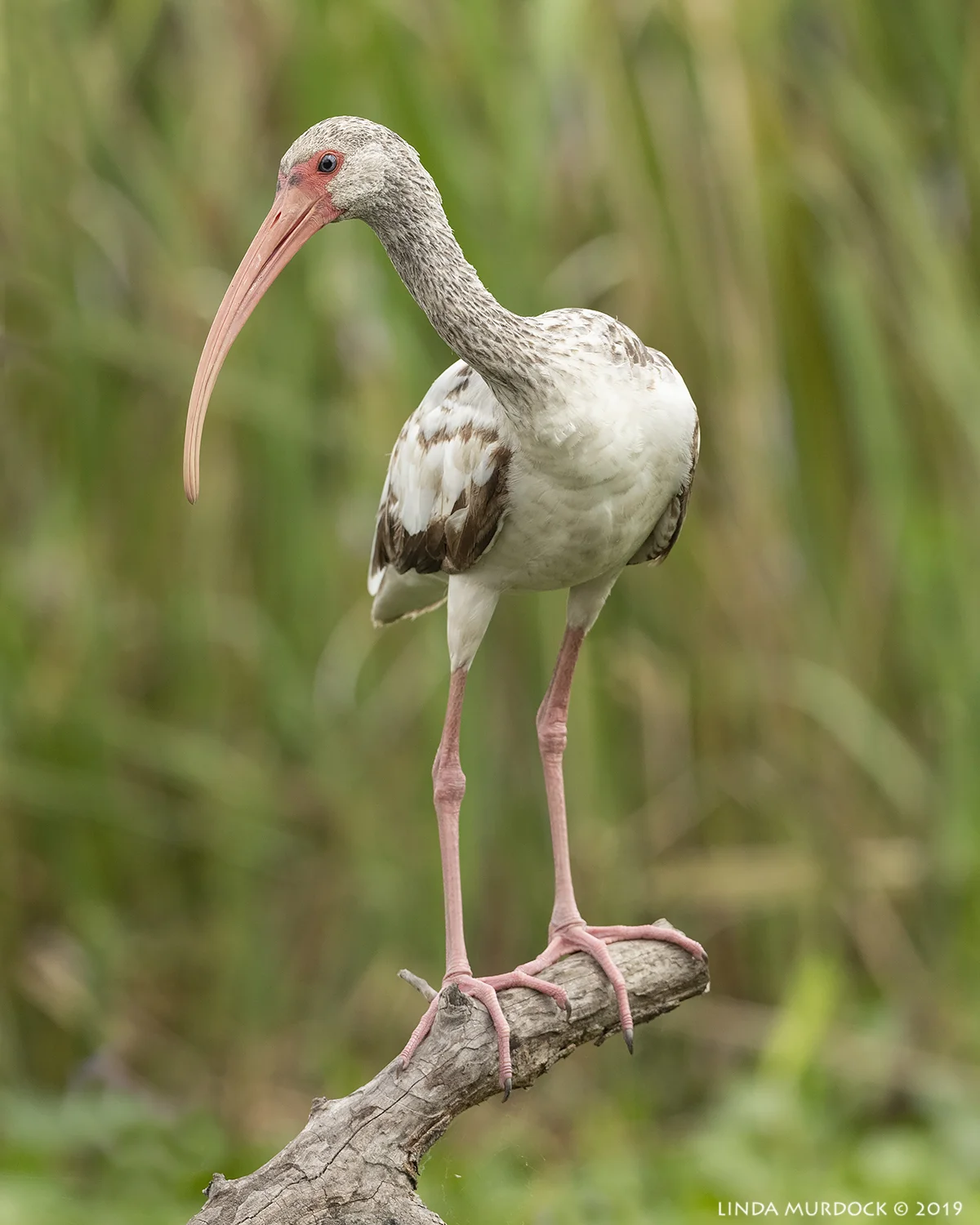 Young White Ibis showing off Nikon D850 with Nikkor 500 f/5.6 PF VR ~ 1/1600 sec f/7.1 ISO 1000