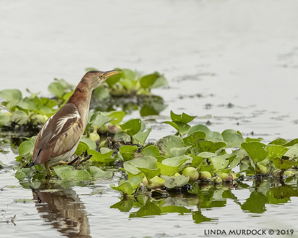 Least Bittern lost in thought. Nikon D850 with Nikkor 500 f/5.6 PF VR ~ 1/1600 sec f/6.3 ISO 1600
