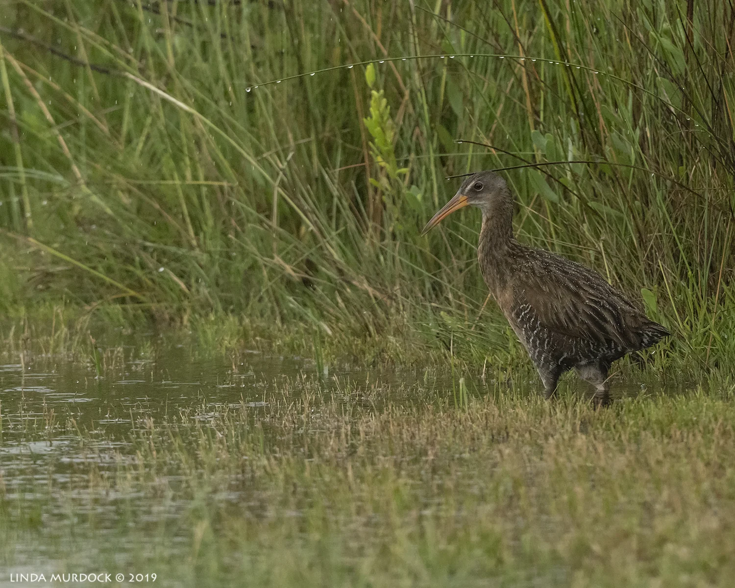 Clapper Rail at the side of Rettilon Road (with considerable post-processing to lighten up) Nikon D850 with Nikkor 500 f/5.6 PF VR ~ 1/1600 sec f/6.3 ISO 2000