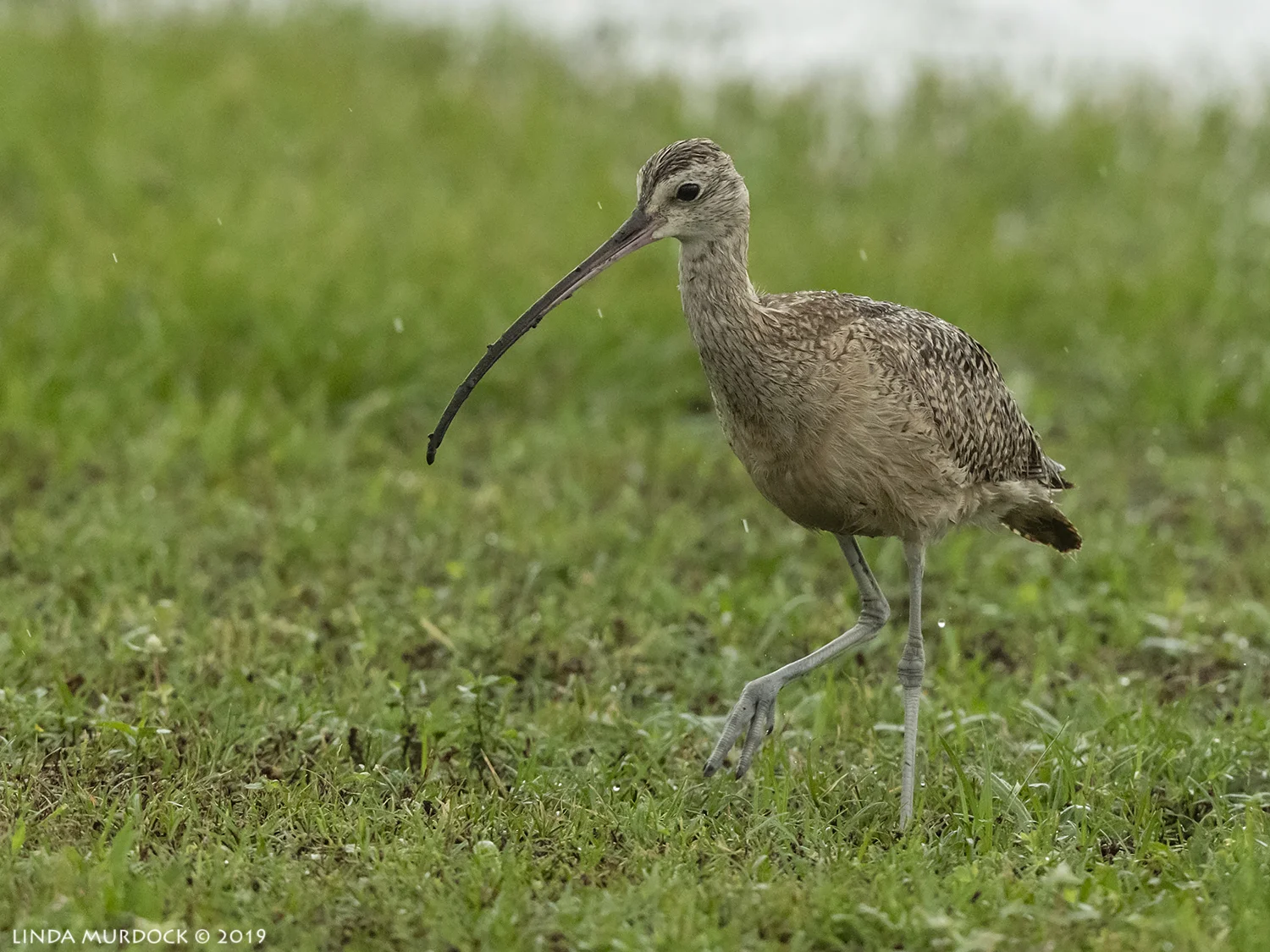 Curlew on the parade grounds Nikon D850 with Nikkor 500 f/5.6 PF VR ~ 1/1250 sec f/6.3 ISO 2000
