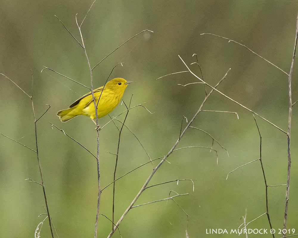 Yellow Warbler in the distance Nikon D850 with Nikkor 500 f/5.6 PF VR ~ 1/1600 sec f/5.6 ISO 1600