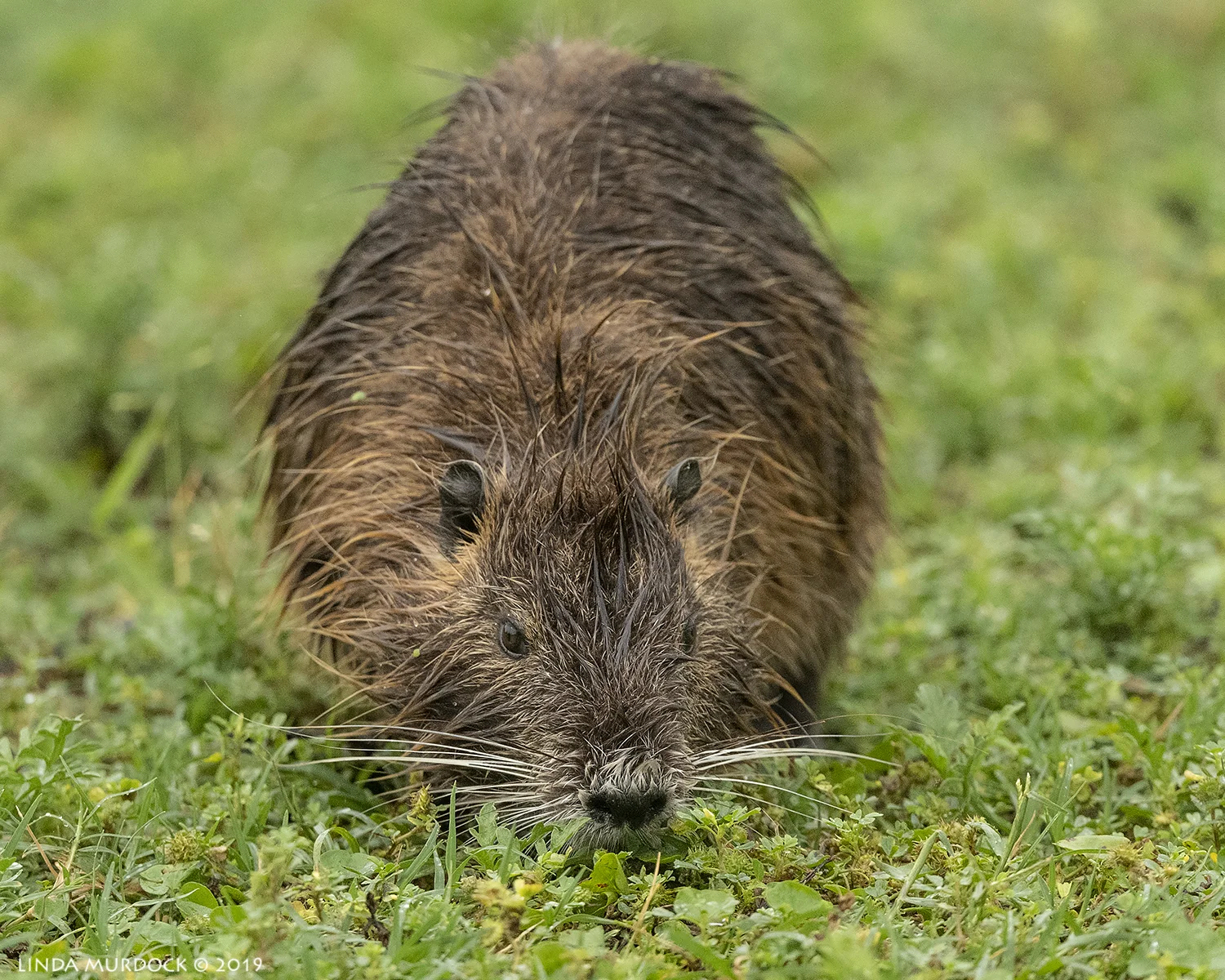 Nutria out of the water Nikon D850 with Nikkor 500 f/5.6 PF VR ~ 1/1600 sec f/5.6 ISO 1600