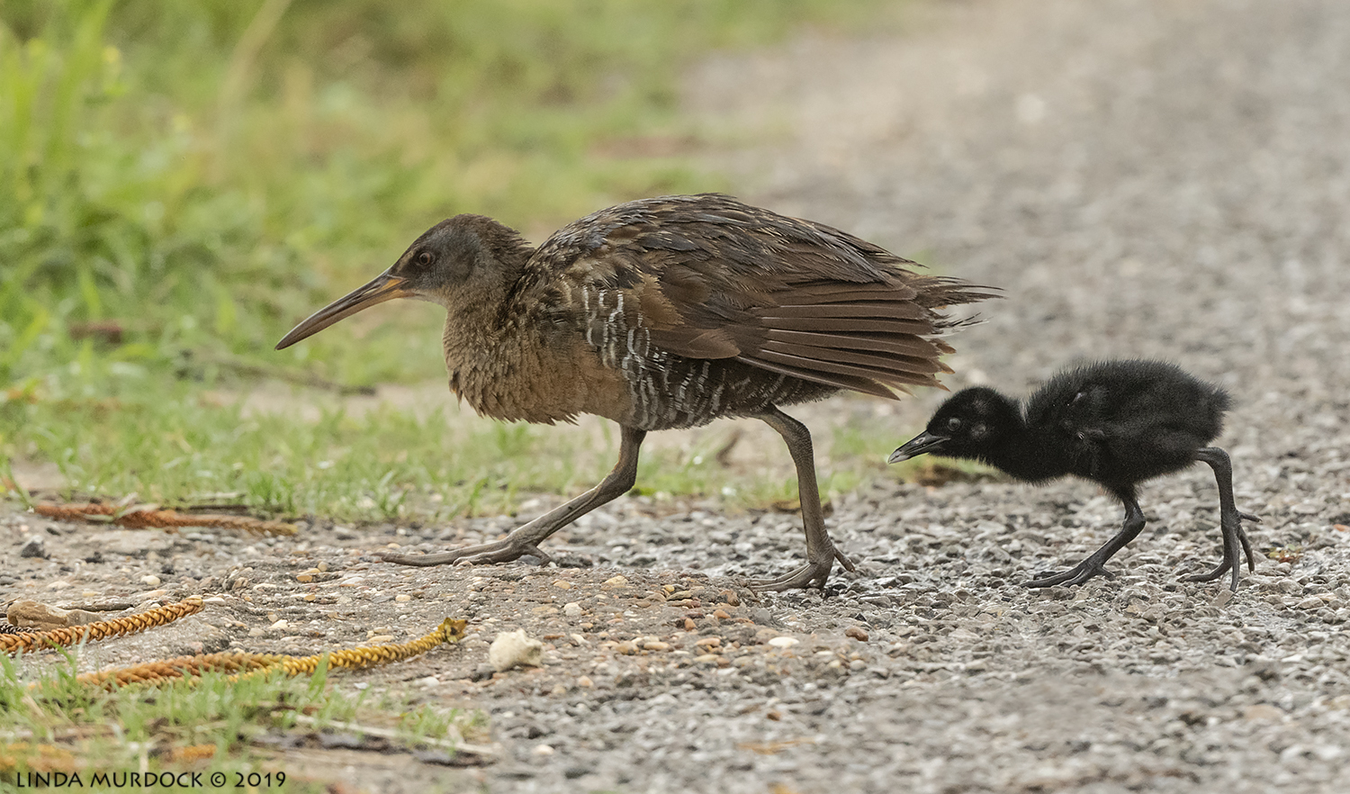 Clapper Rail and chick Nikon D850 with Nikkor 500 f/5.6 PF VR ~ 1/1600 sec f/6.3 ISO 1250