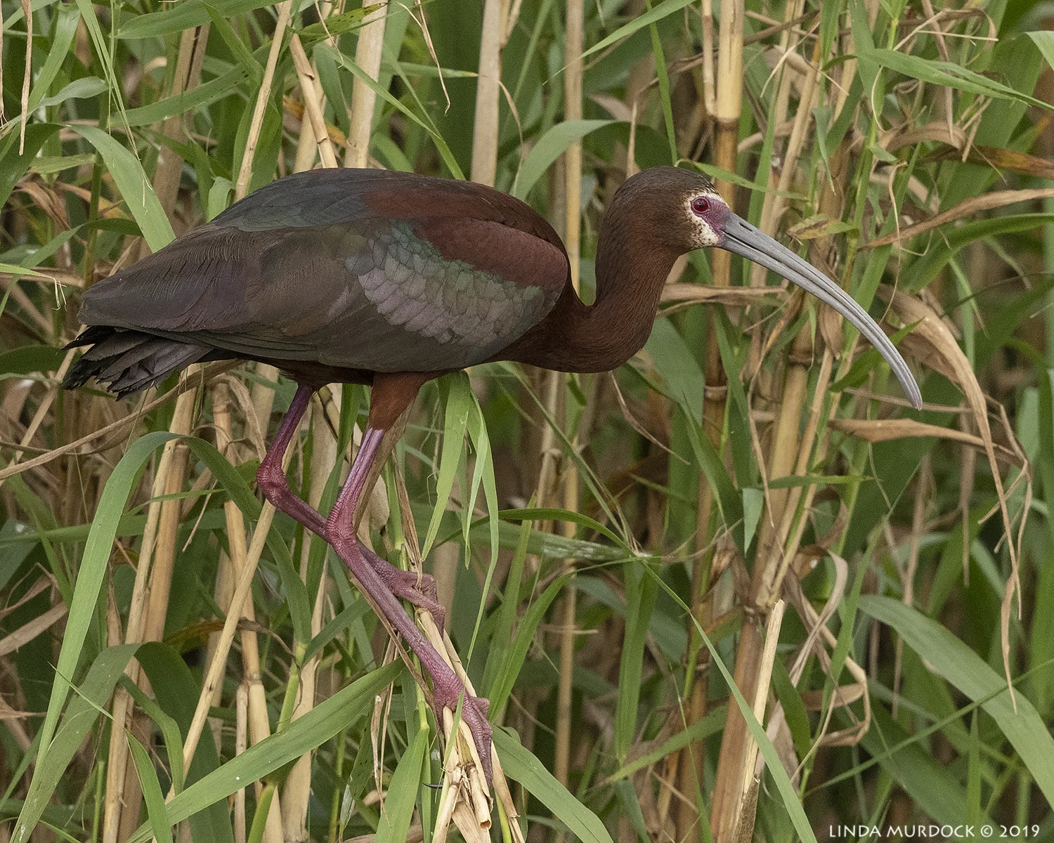 Lovely White-faced Ibis posing for you Nikon D850 with Nikkor 500 f/5.6 PF VR ~ 1/2500 sec f/6.3 ISO 1250