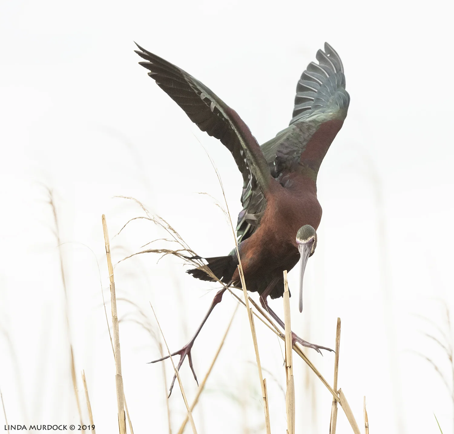 Landing is tough Nikon D850 with Nikkor 500 f/5.6 PF VR ~ 1/2500 sec f/6.3 ISO 1250