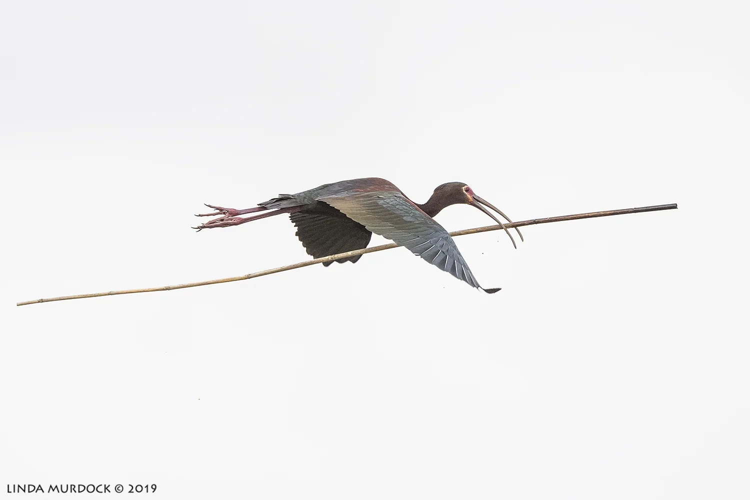 I will just tell her I got a deal on this stick. She will like it, I am sure… Nikon D850 with Nikkor 500 f/5.6 PF VR ~ 1/2000 sec f/6.3 ISO 1600