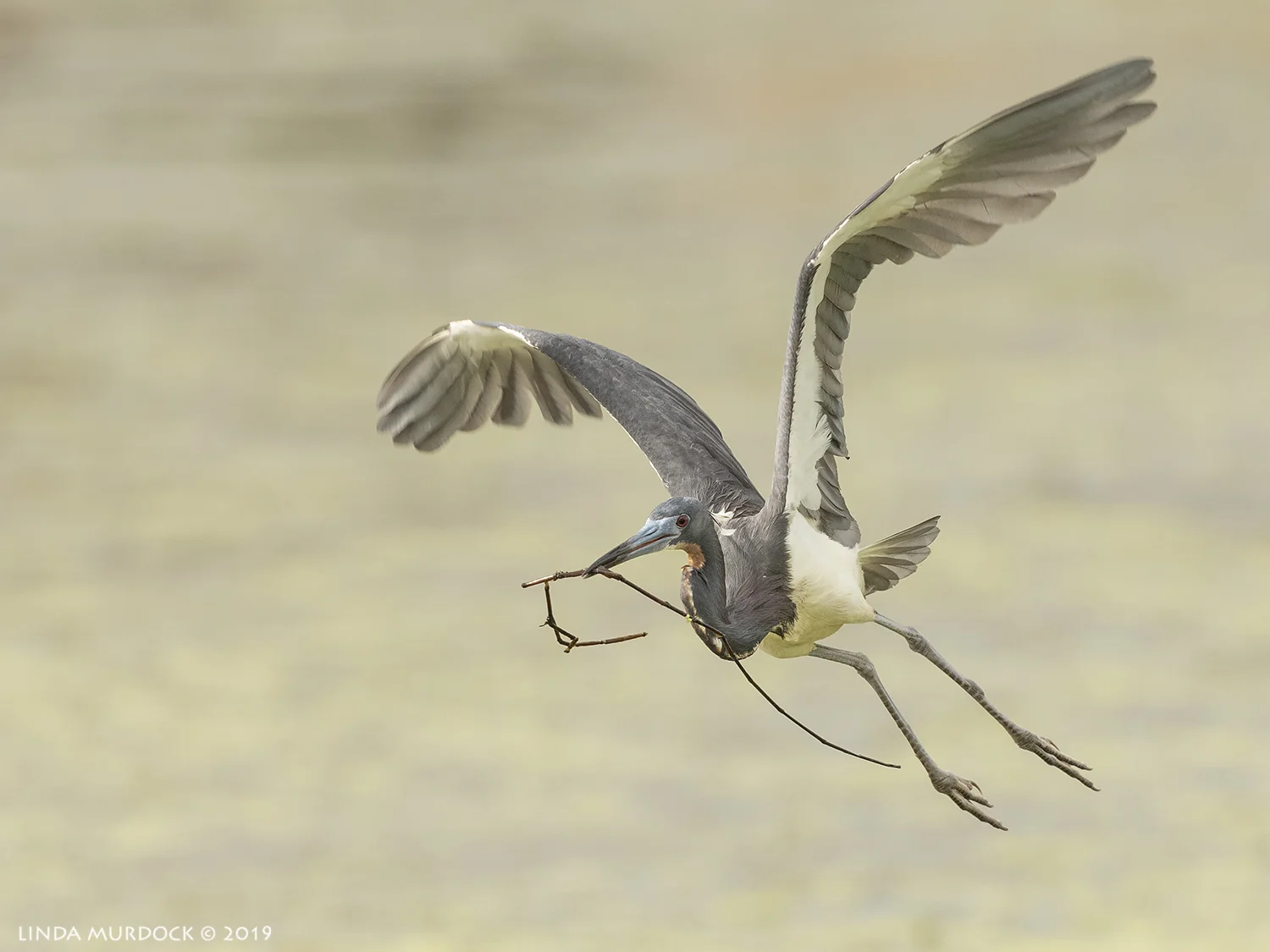 Nikon D850 with Nikkor 500 f/5.6 PF VR ~ 1/2000 sec f/6.3 ISO 1000