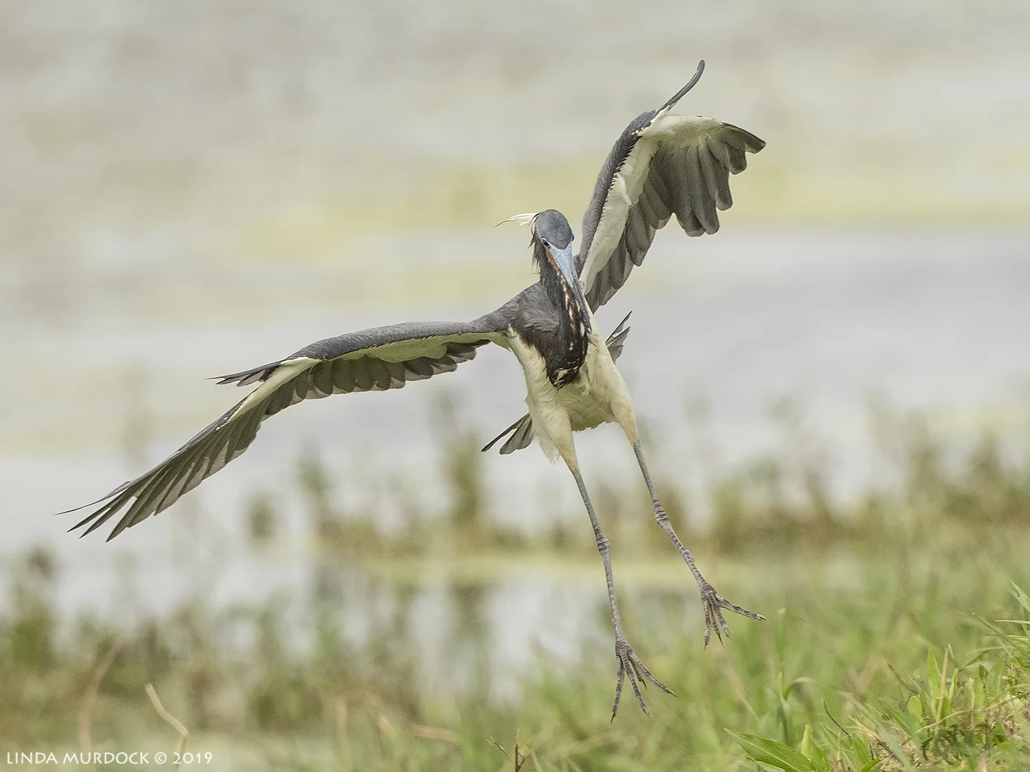Nikon D850 with Nikkor 500 f/5.6 PF VR ~ 1/2500 sec f/6.3 ISO 1000