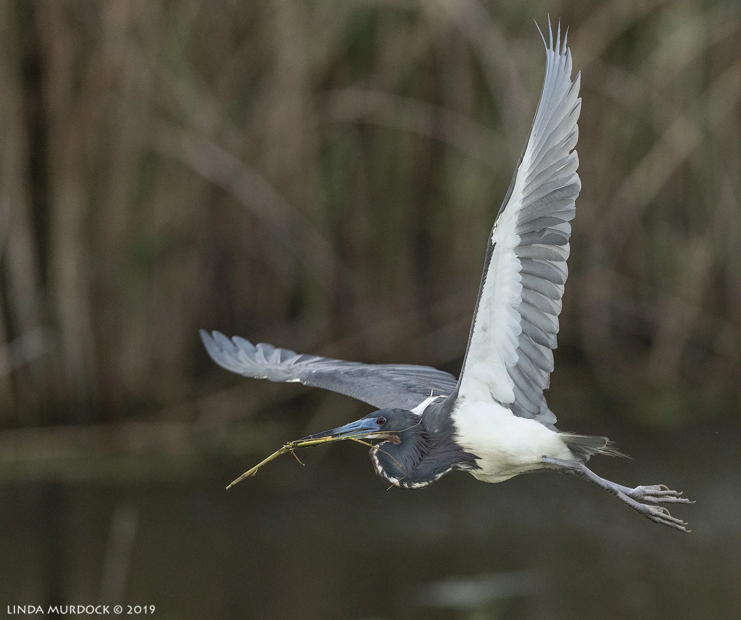 Nikon D850 with Nikkor 500 f/5.6 PF VR ~ 1/2000 sec f/6.3 ISO 2000