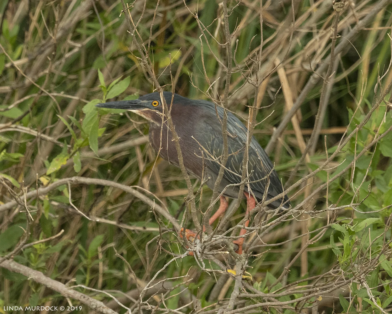 Green Heron in HIS habitat… Nikon D850 with Nikkor 500 f/4E VR with Nikkor 1.4x TC~ 1/2000 sec f/6.3 ISO 1600; from vehicle window