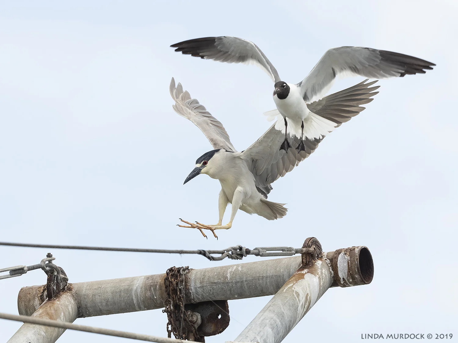 Hey… get out of my way you silly gull Nikon D850 with Nikkor 500 f/5.6 PF VR ~ 1/2000 sec f/6.3 ISO 800