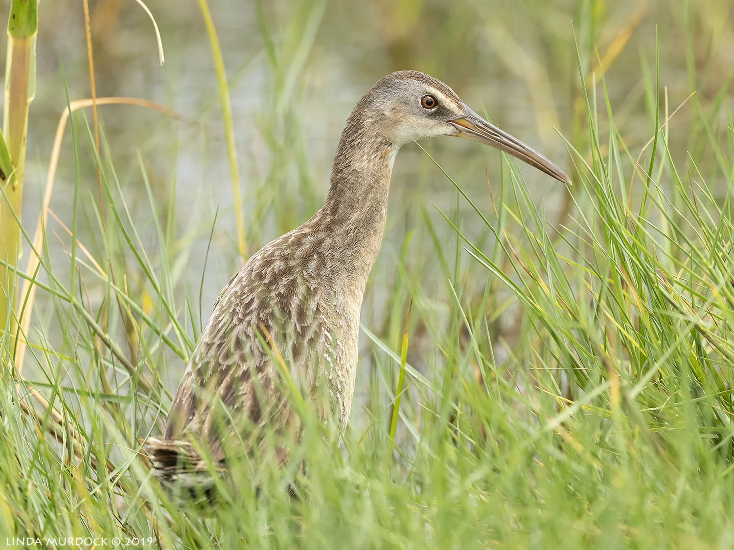 Probably mama Clapper Rail Nikon D850 with Nikkor 500 f/5.6 PF VR ~ 1/1600 sec f/6.3 ISO 1000