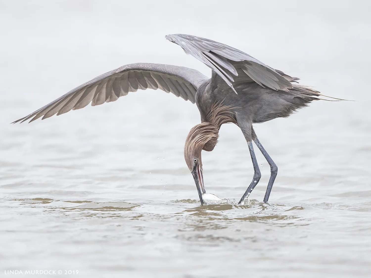 Reddish Egret with fish Nikon D850 with Nikkor 500 f/5.6 PF VR ~ 1/2500 sec f/5.6 ISO 1000