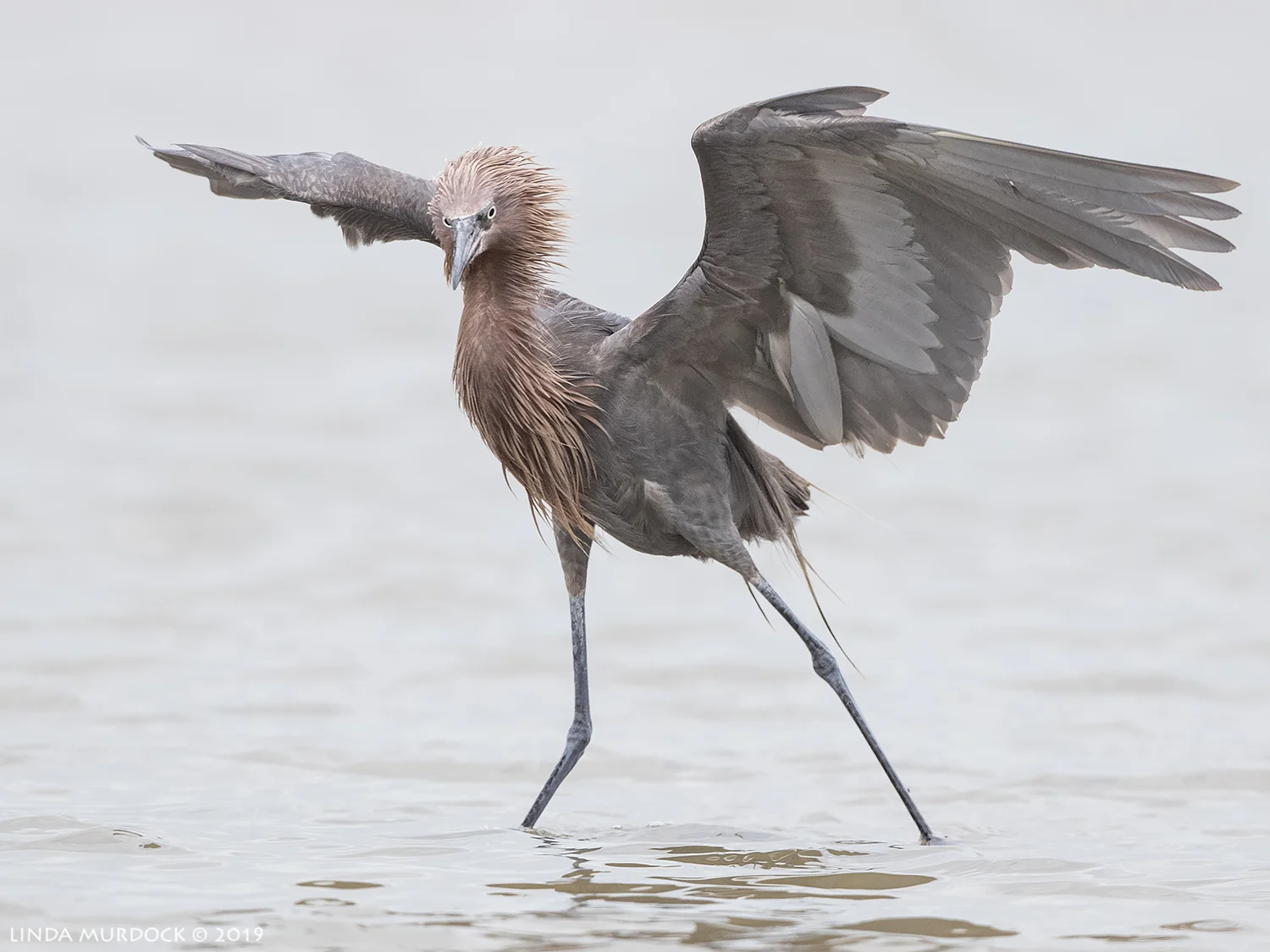 They just look … arrogant and in charge Nikon D850 with Nikkor 500 f/5.6 PF VR ~ 1/2000 sec f/6.3 ISO 1000