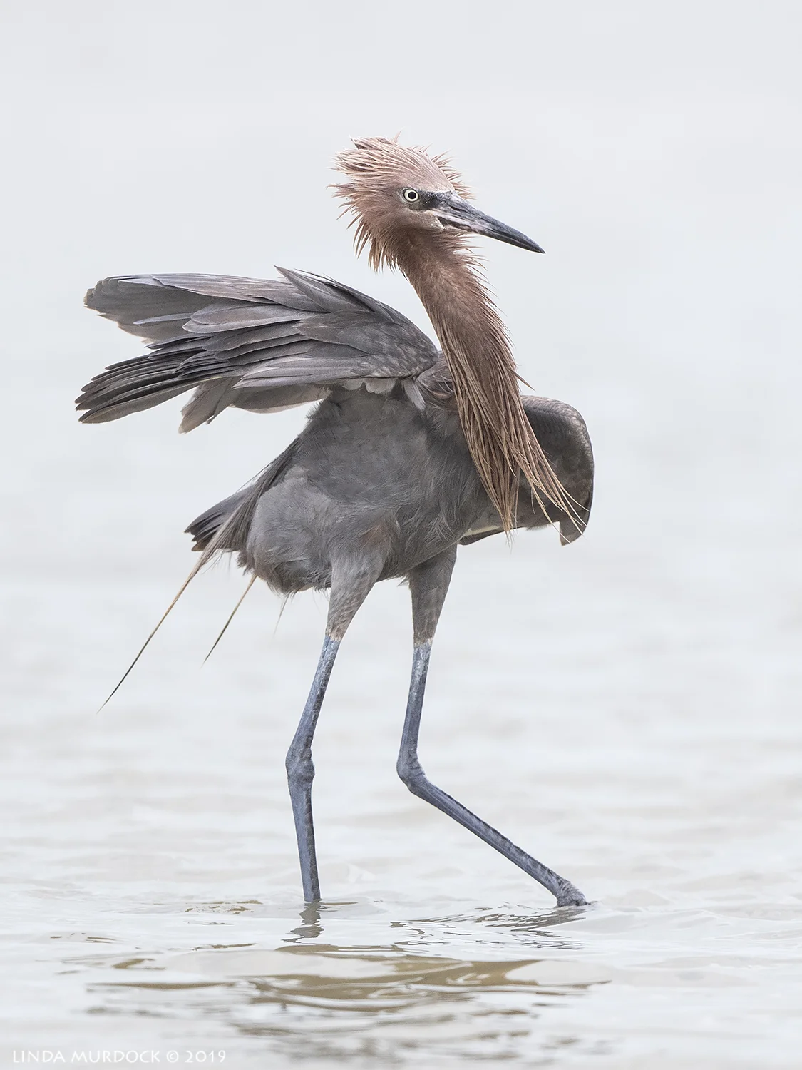 Nikon D850 with Nikkor 500 f/5.6 PF VR ~ 1/2000 sec f/6.3 ISO 1000