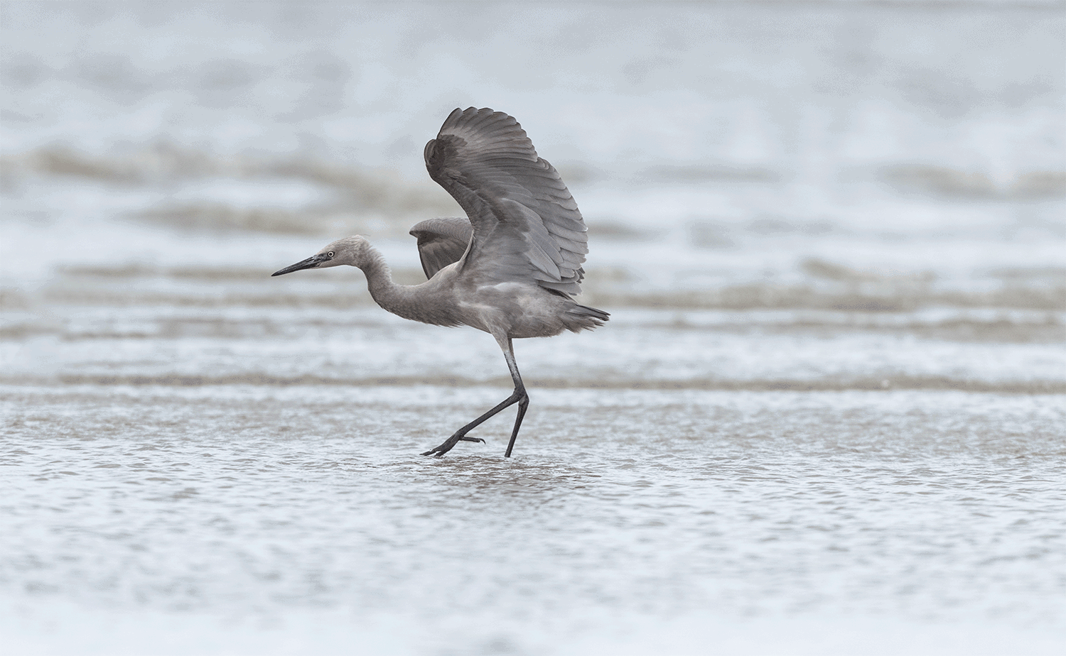 Young sub-adult Reddish Egert in action