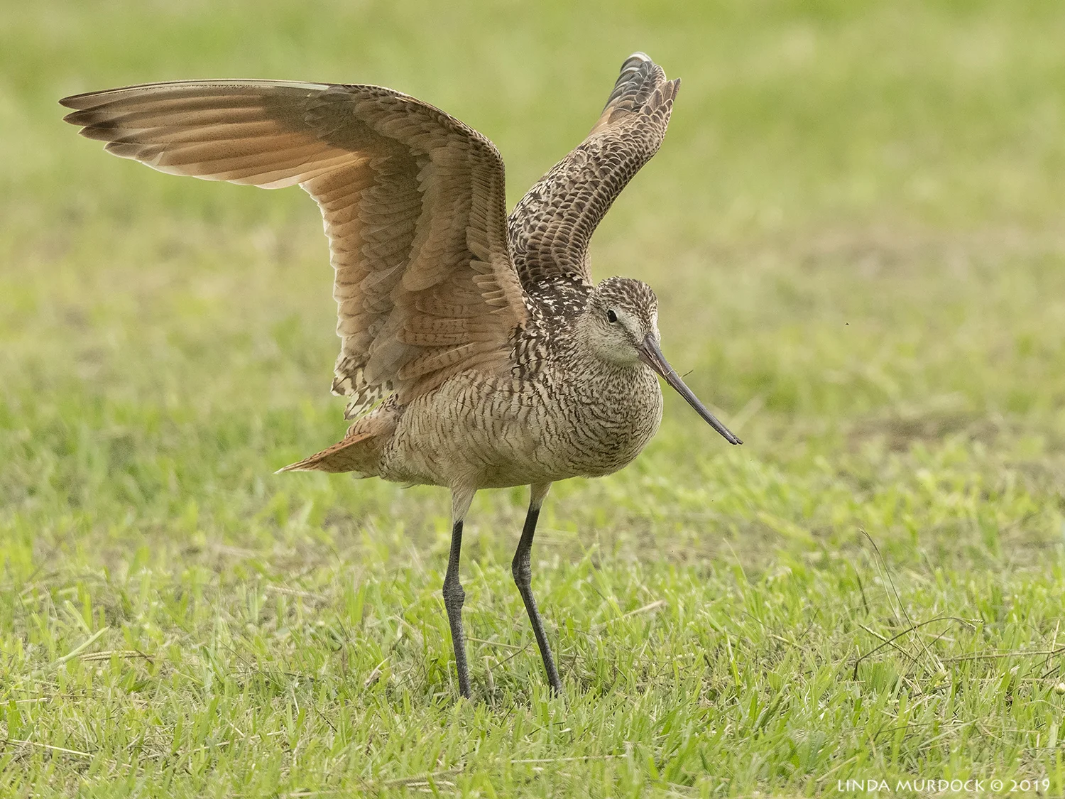 Wings UP! Nikon D850 with Nikkor 500 f/5.6 PF VR ~ 1/2000 sec f/6.3 ISO 1000