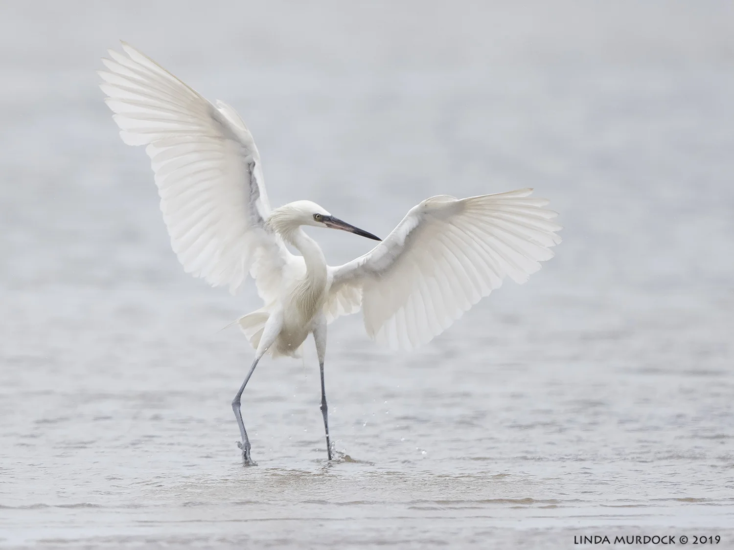 White Morph Reddish Egret Nikon D850 with Nikkor 500 f/5.6 PF VR ~ 1/2500 sec f/5.6 ISO 1000
