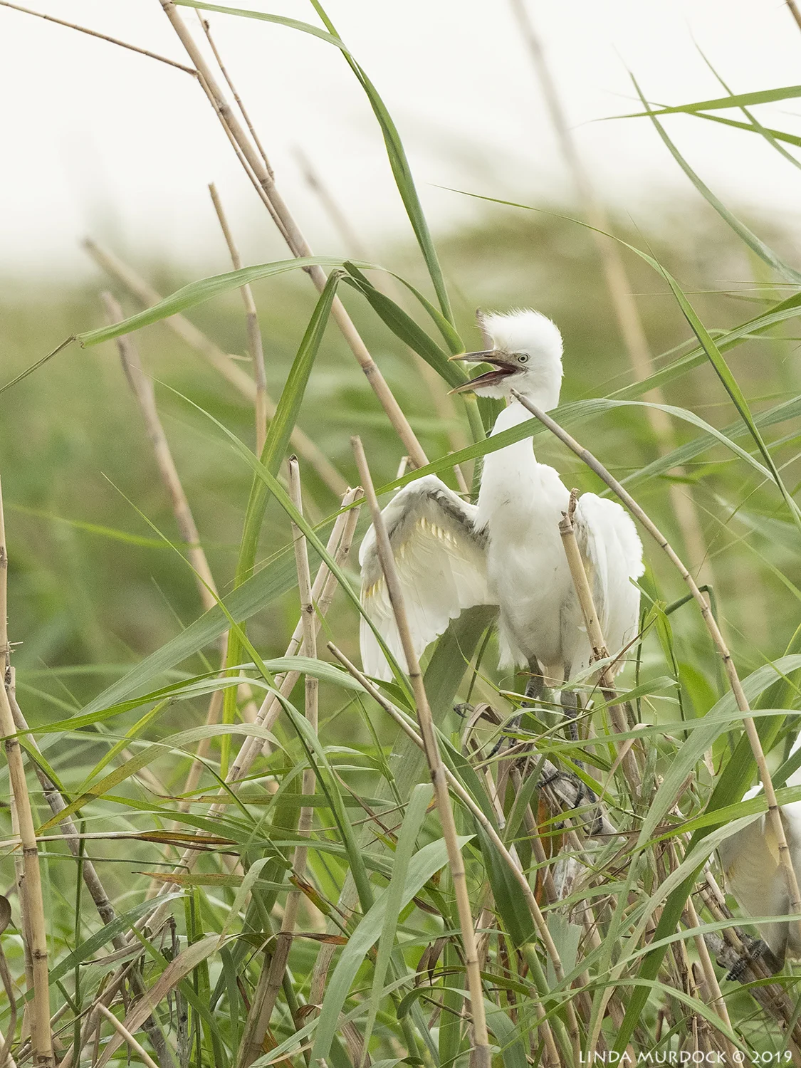 Young Cattle Egret Nikon D850 with Nikkor 500 f/5.6 PF VR ~ 1/2000 sec f/6.3 ISO 1250