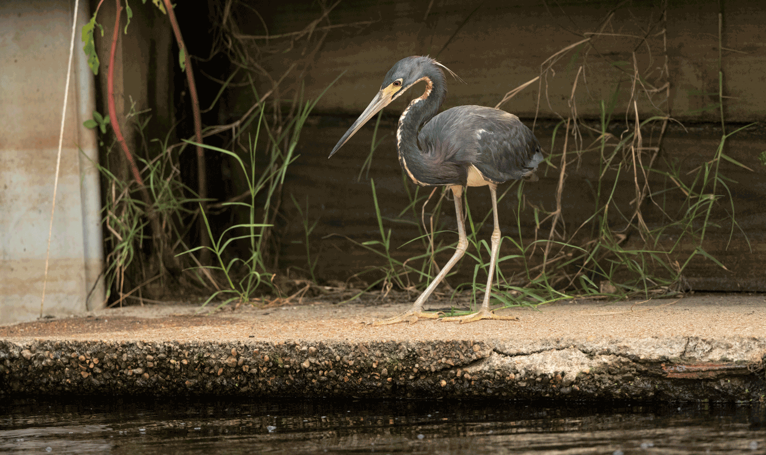 Tricolored Heron gif